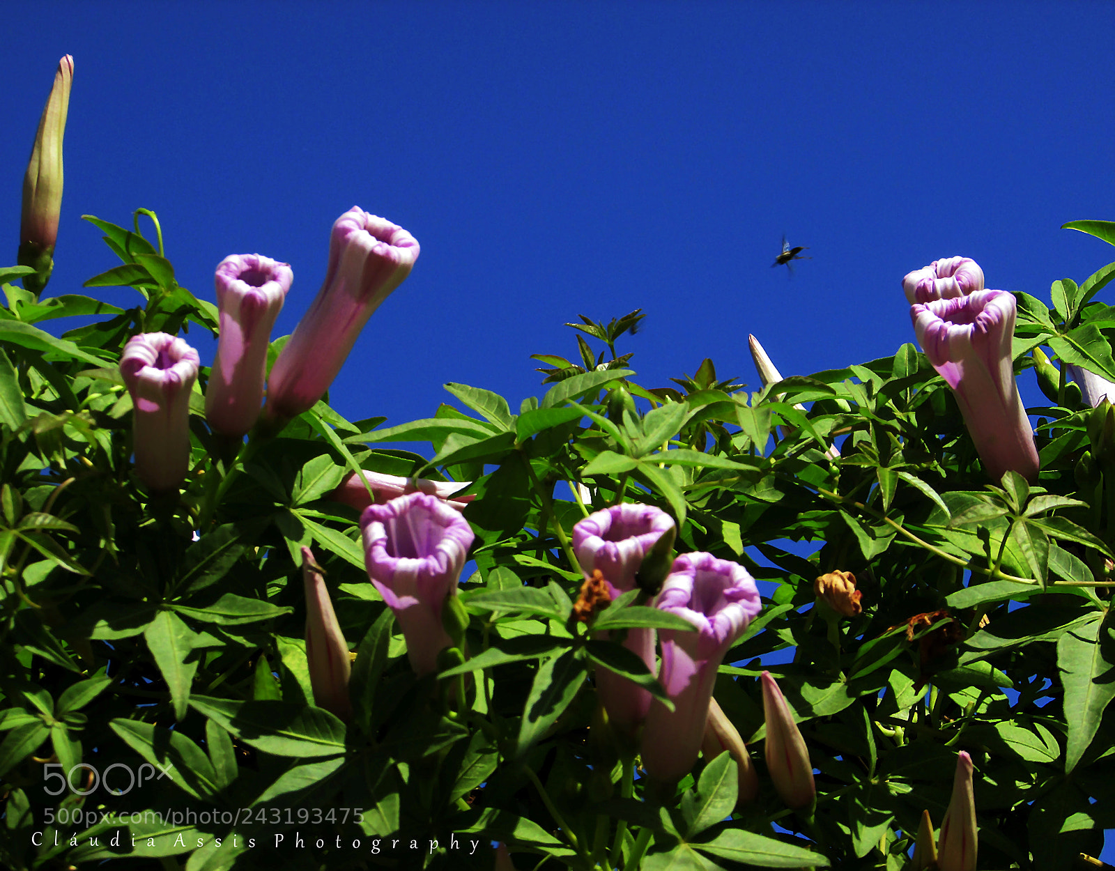 Canon PowerShot SX400 IS sample photo. From flor in flor photography