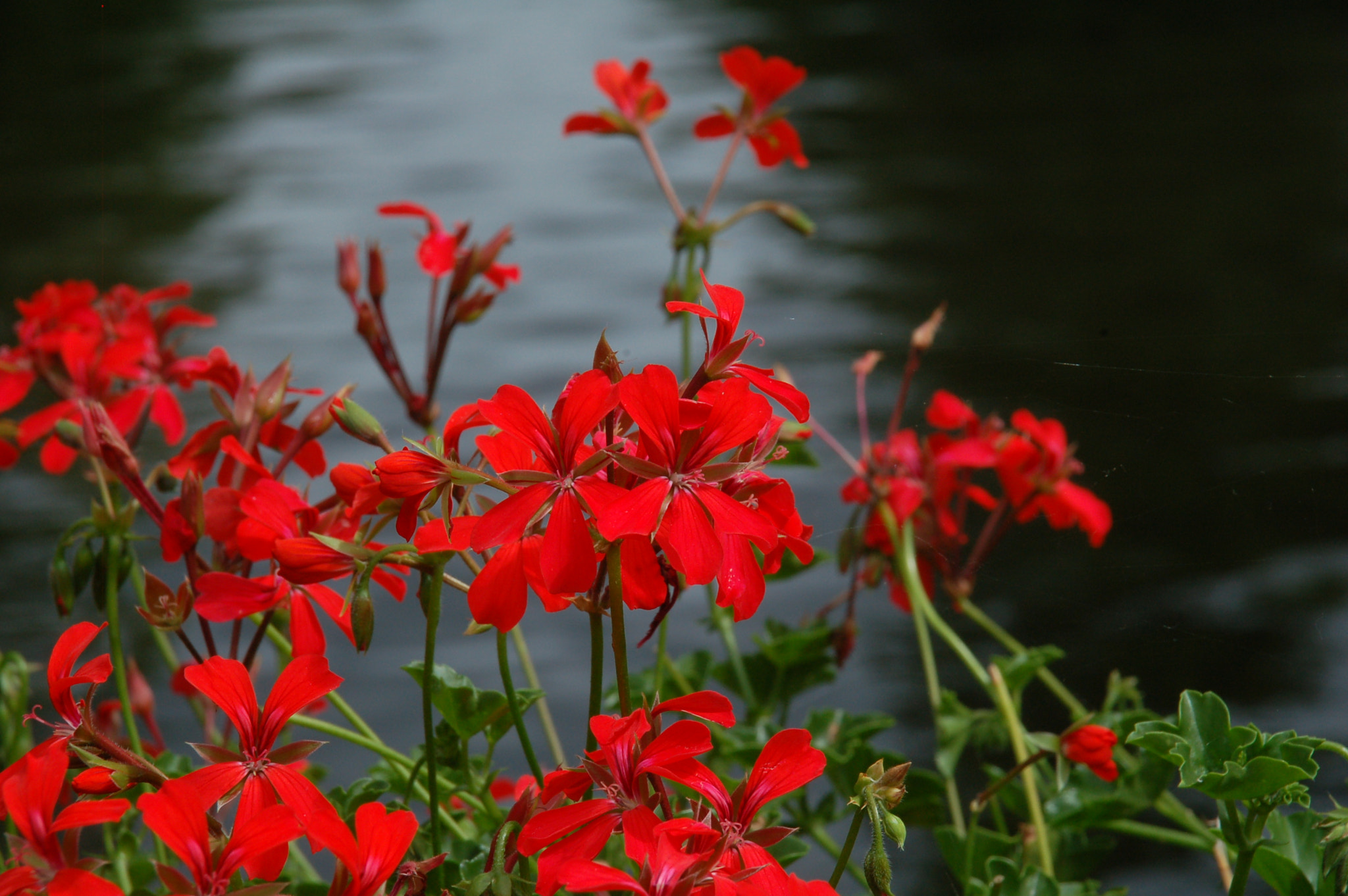 Sigma 18-125mm F3.8-5.6 DC HSM sample photo. Dsc photography