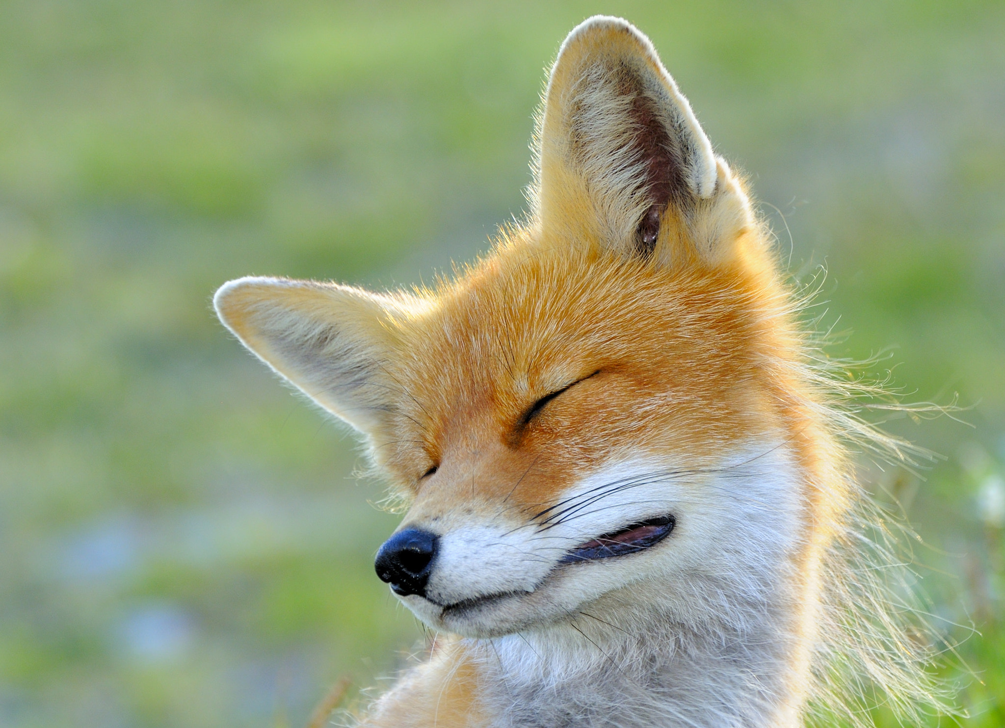 Nikon D5000 sample photo. Fox photography