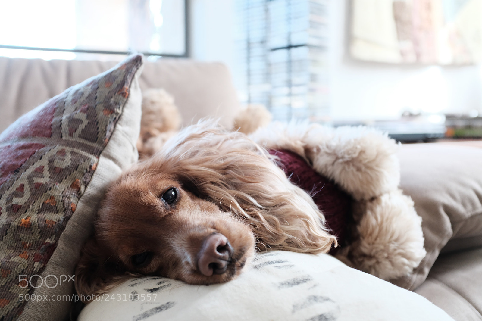 Fujifilm X100F sample photo. 3/52. sweet photography