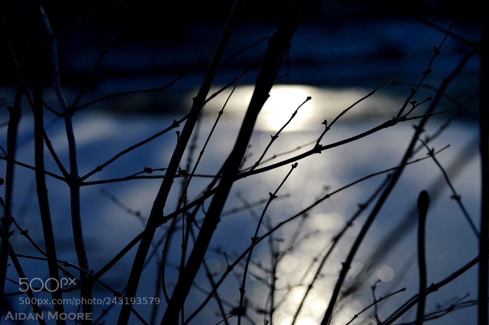 Nikon D3200 sample photo. Branches photography