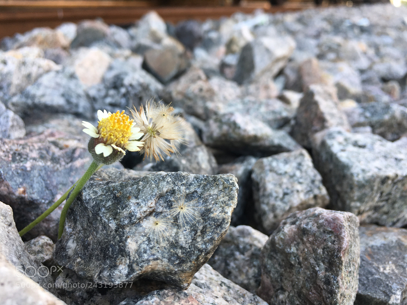 Apple iPhone 6s sample photo. Stones and shrubs photography