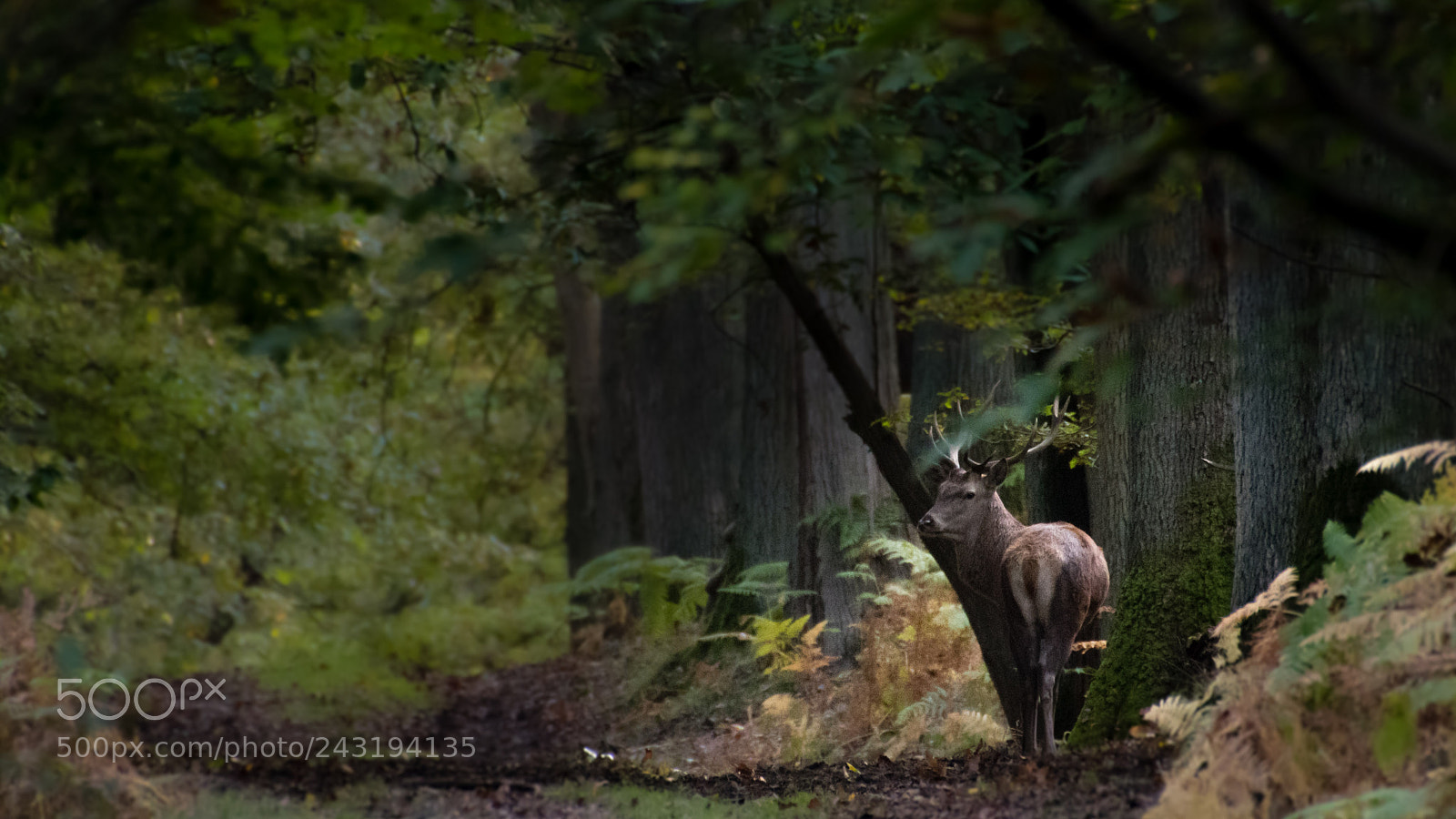 Nikon D5 sample photo. King of forest photography