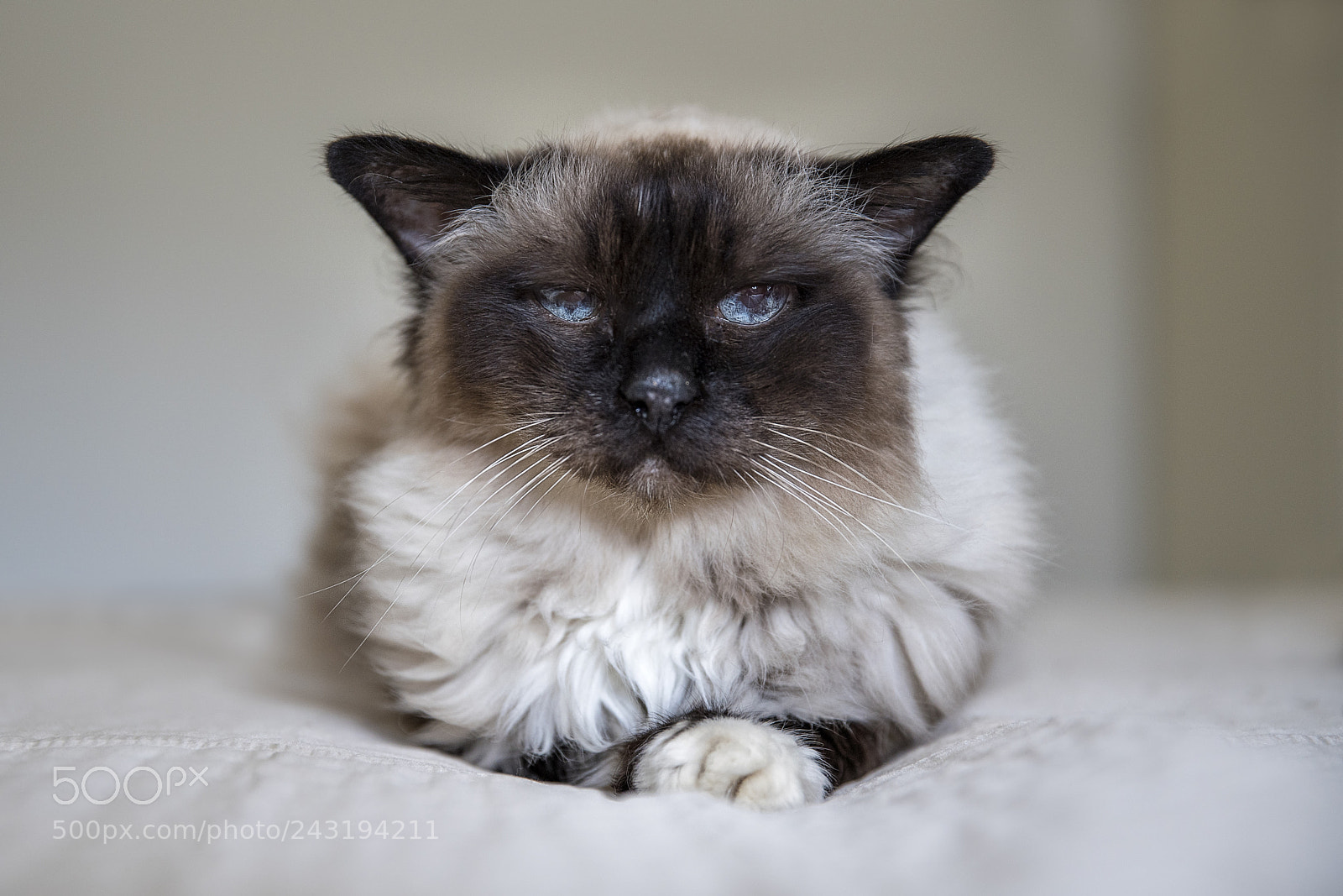 Sony a7R III sample photo. Birman 18 years photography