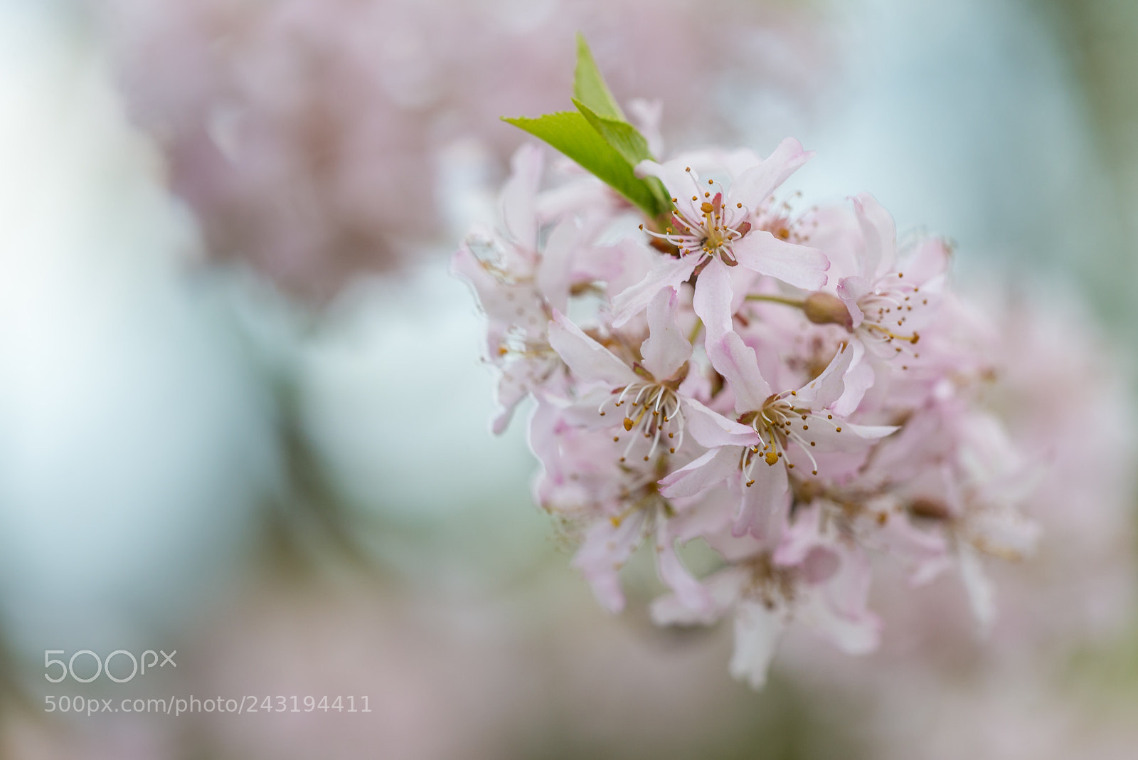 Nikon D600 sample photo. Dreamy spring photography