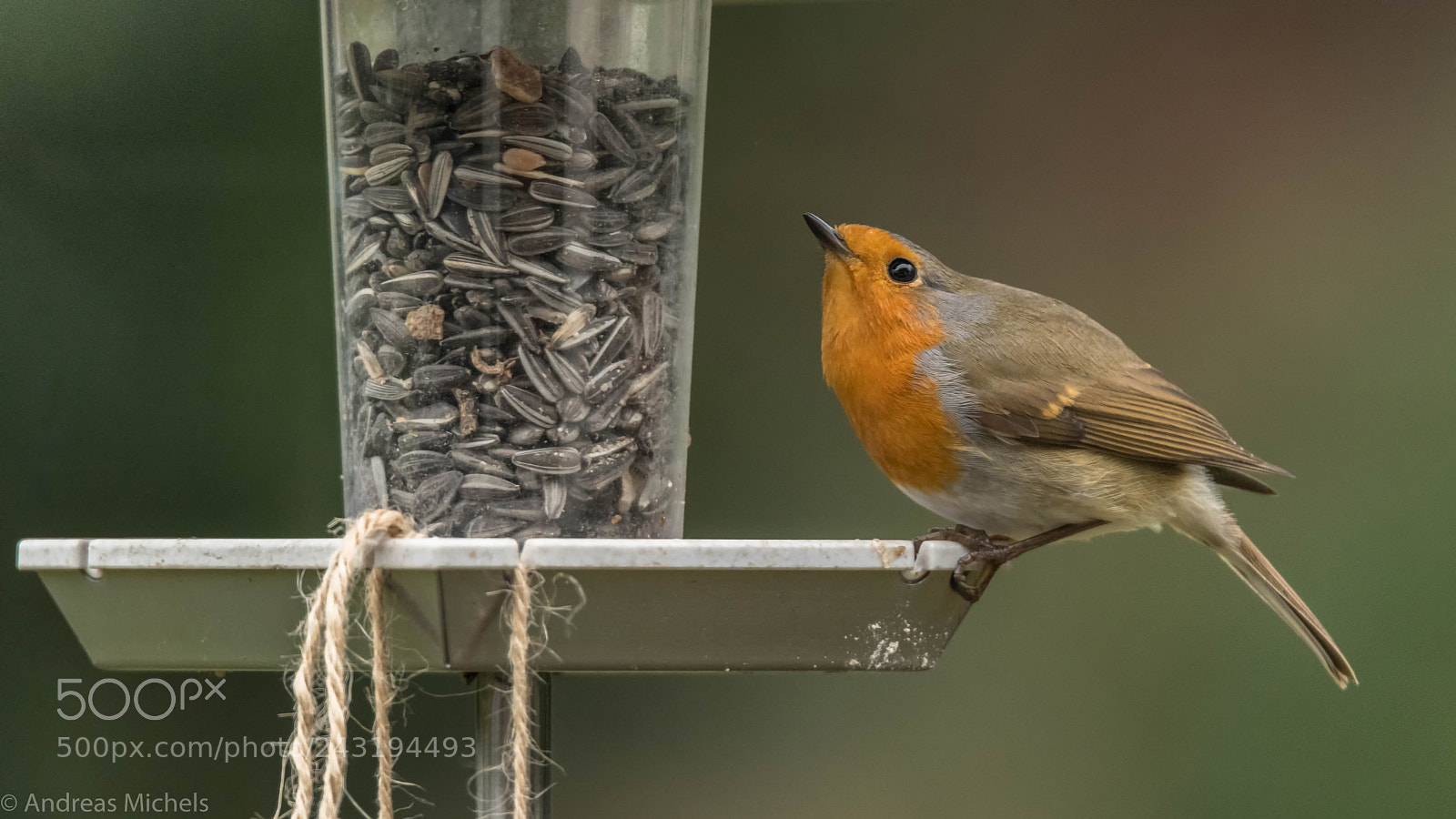Nikon D850 sample photo. Robin. photography