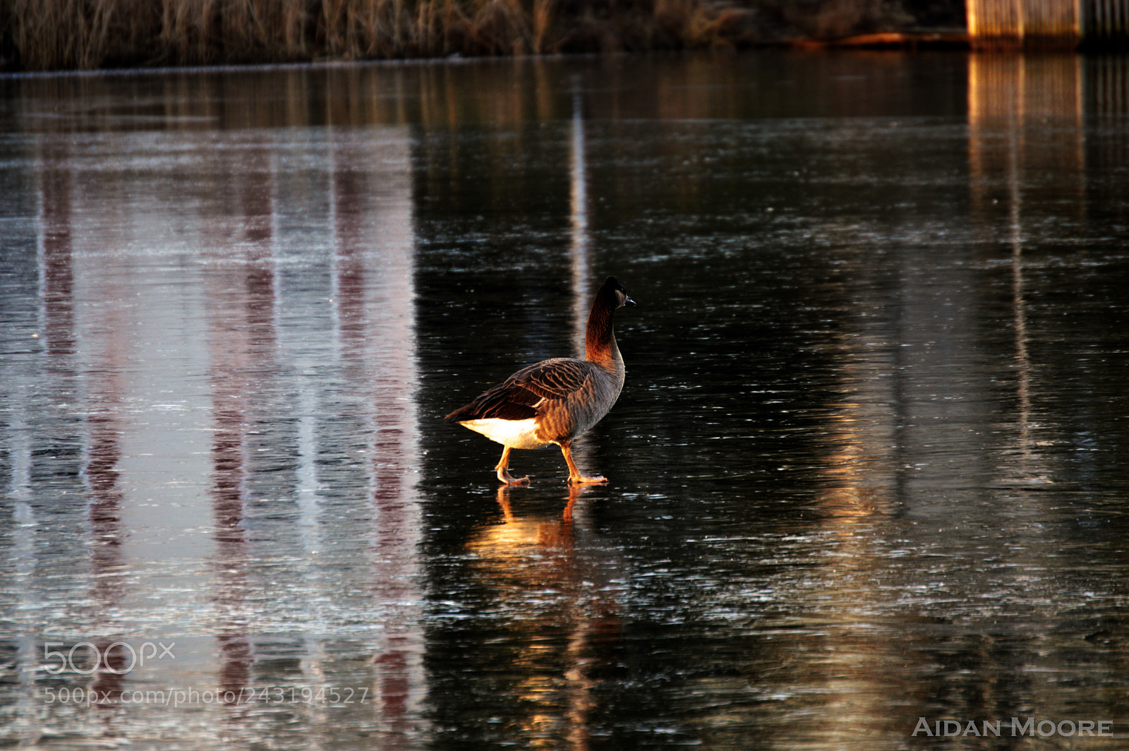 Nikon D3200 sample photo. Goose photography