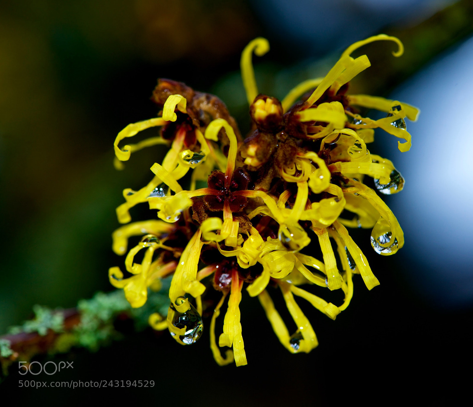 Nikon D800 sample photo. Colour in winter rain photography