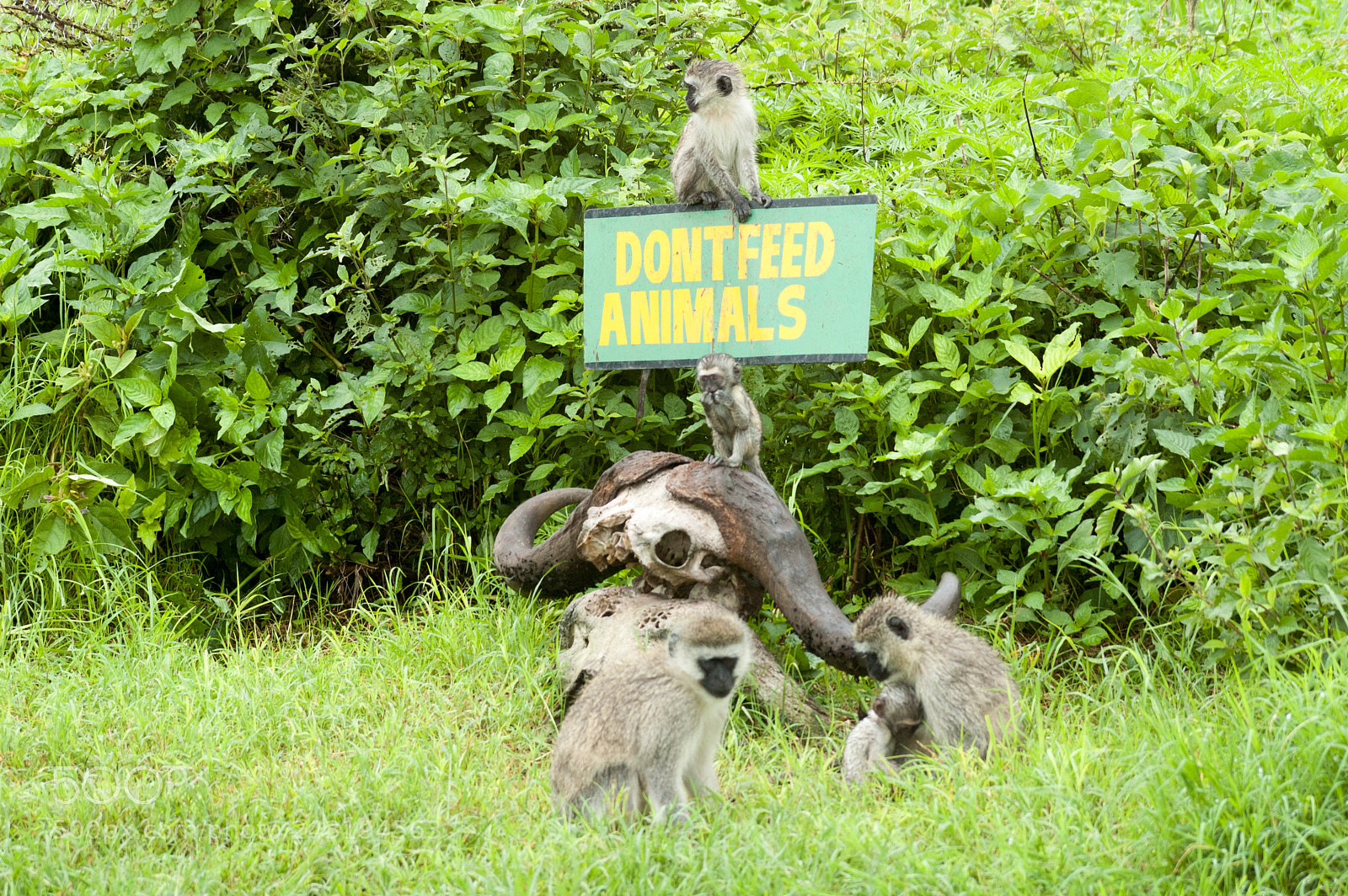 Nikon D70s sample photo. Baboons in tanzania photography