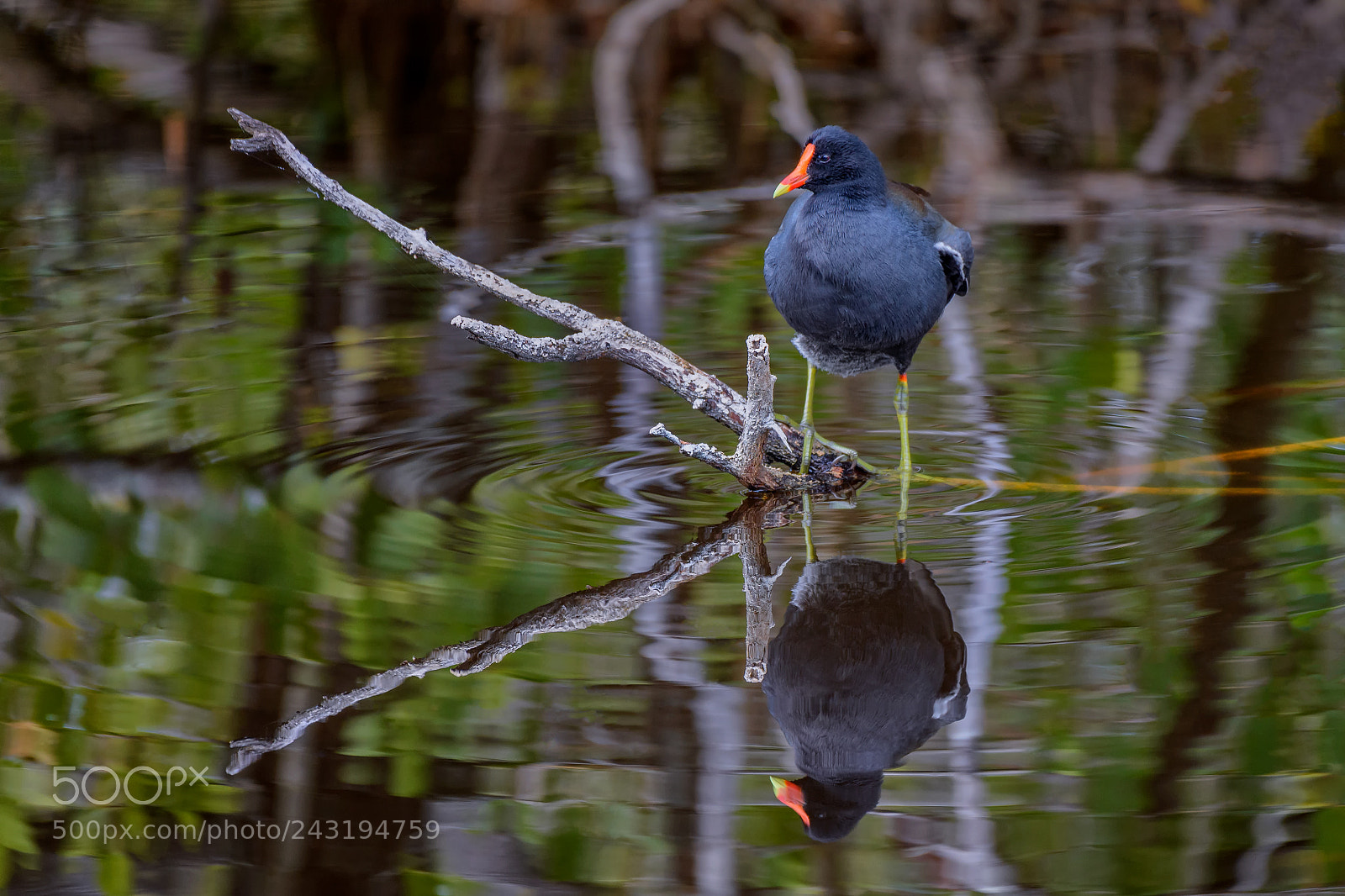 Nikon D5 sample photo. Common moorhen gallinula chloropus photography