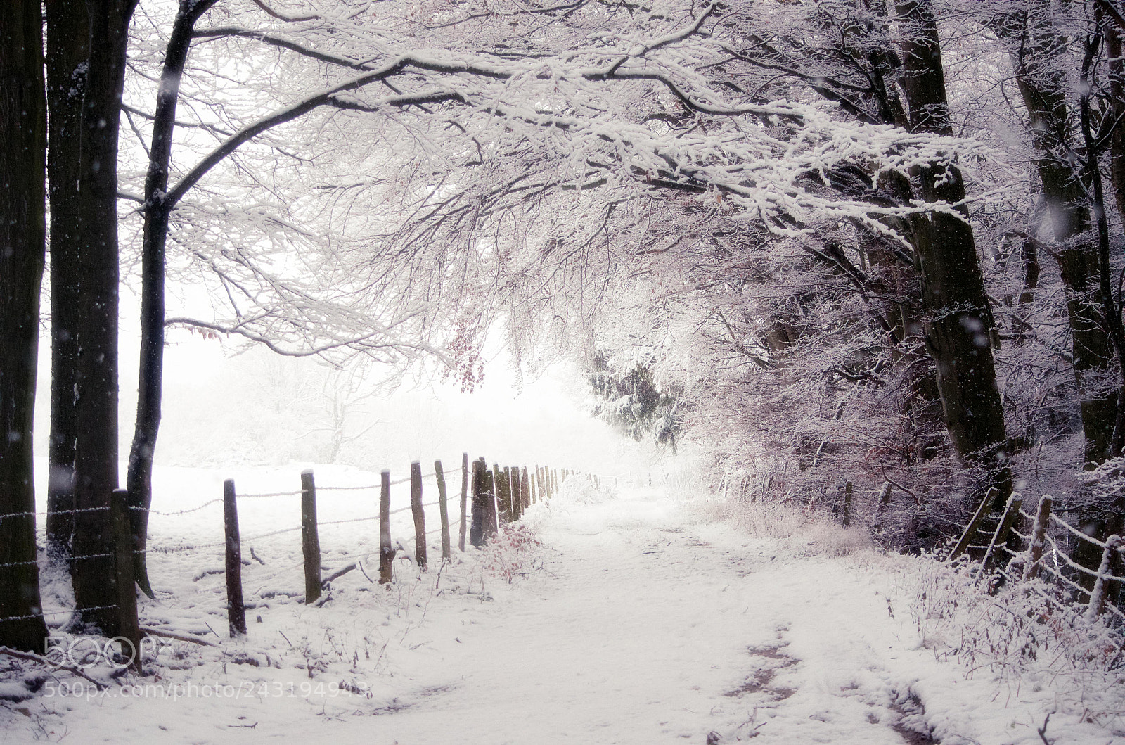 Nikon D5100 sample photo. Winter mood photography