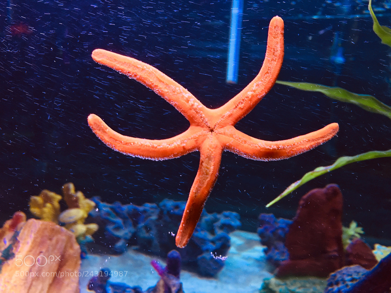 Apple iPhone 6 sample photo. Starfish photography