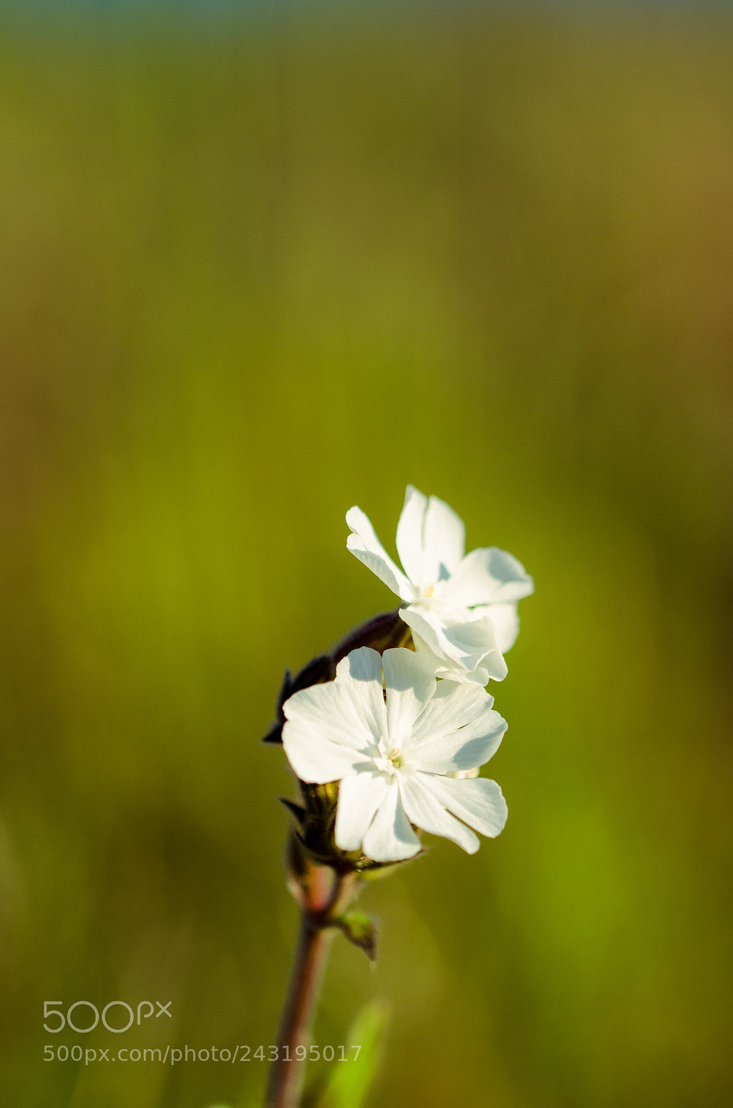 Nikon D5100 sample photo. Little white photography