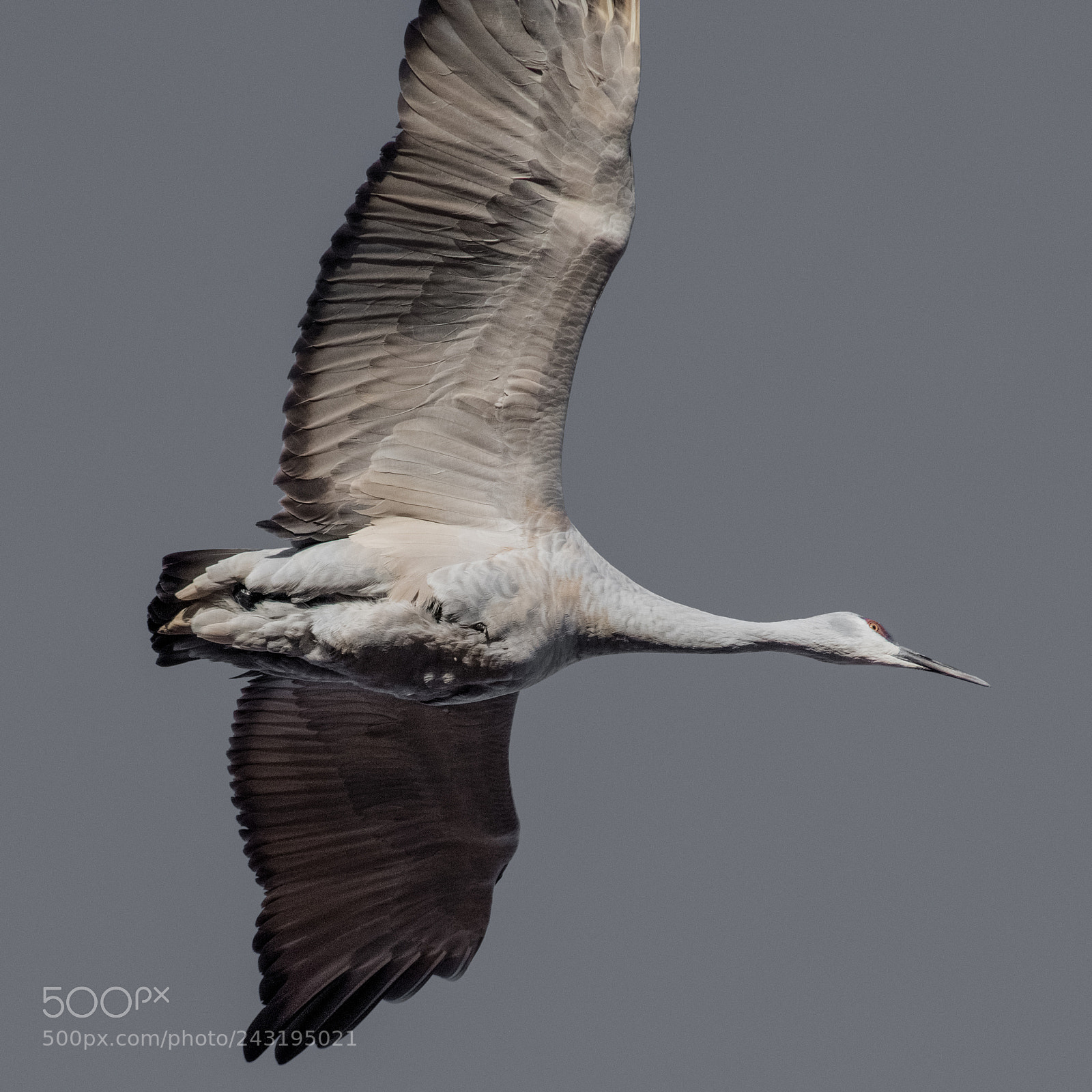 Nikon D850 sample photo. Flight feathers photography