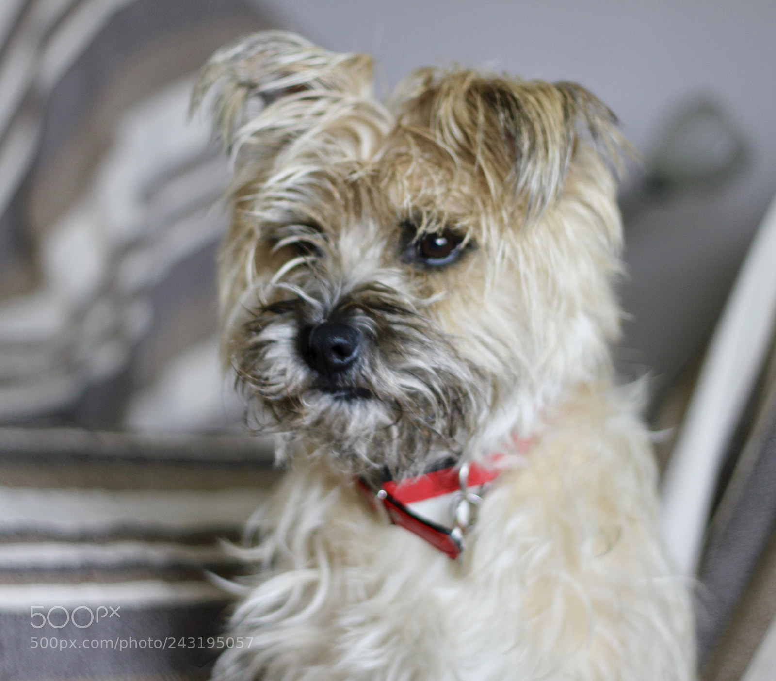 Canon EOS 550D (EOS Rebel T2i / EOS Kiss X4) sample photo. In anticipation! photography