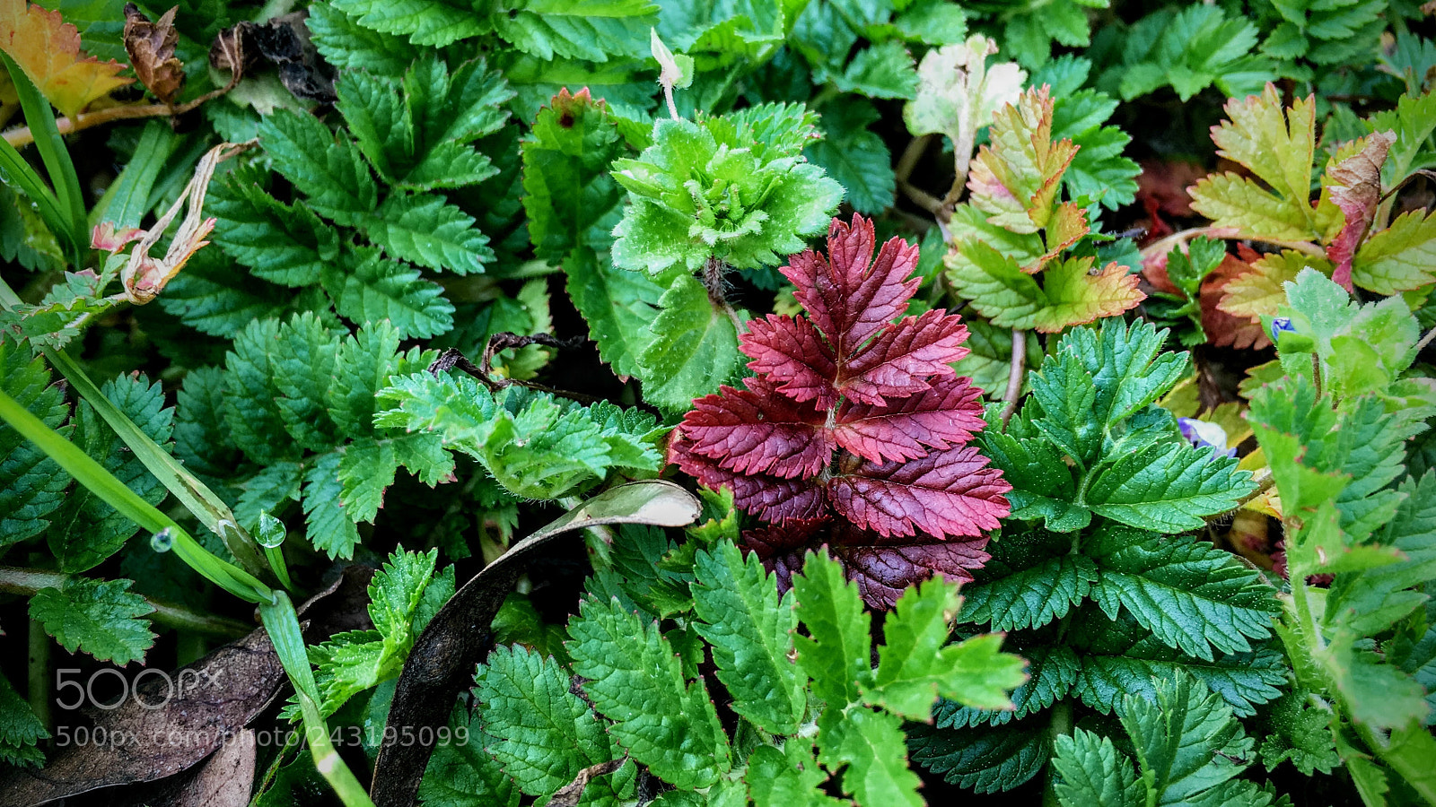 Apple iPhone 6s sample photo. Hojas photography