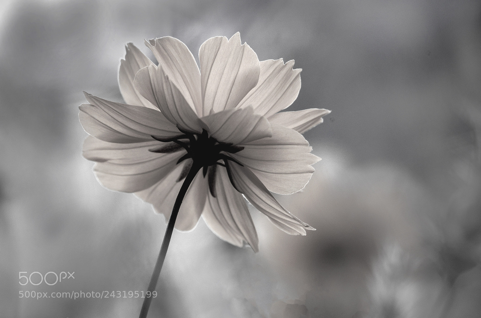 Pentax K-50 sample photo. Flower photography