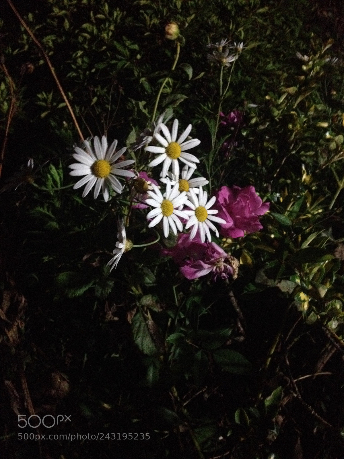 Apple iPhone 4S sample photo. Untitled photography