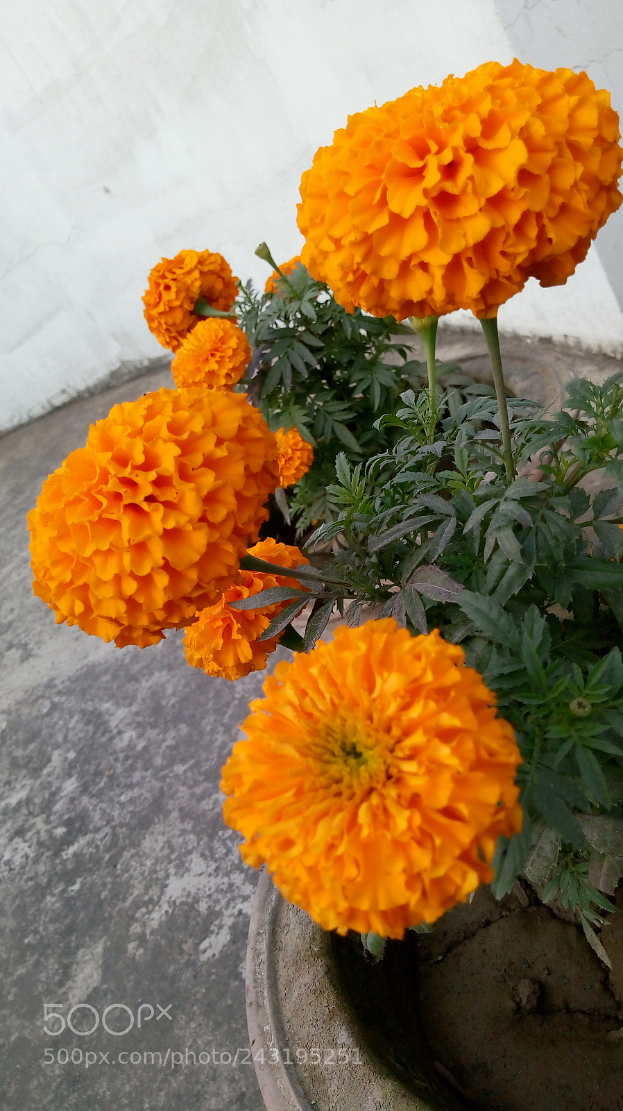 Motorola Moto E (4) Plus sample photo. Marry gold photography
