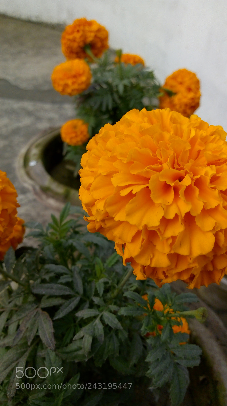 Motorola Moto E (4) Plus sample photo. Marry gold photography