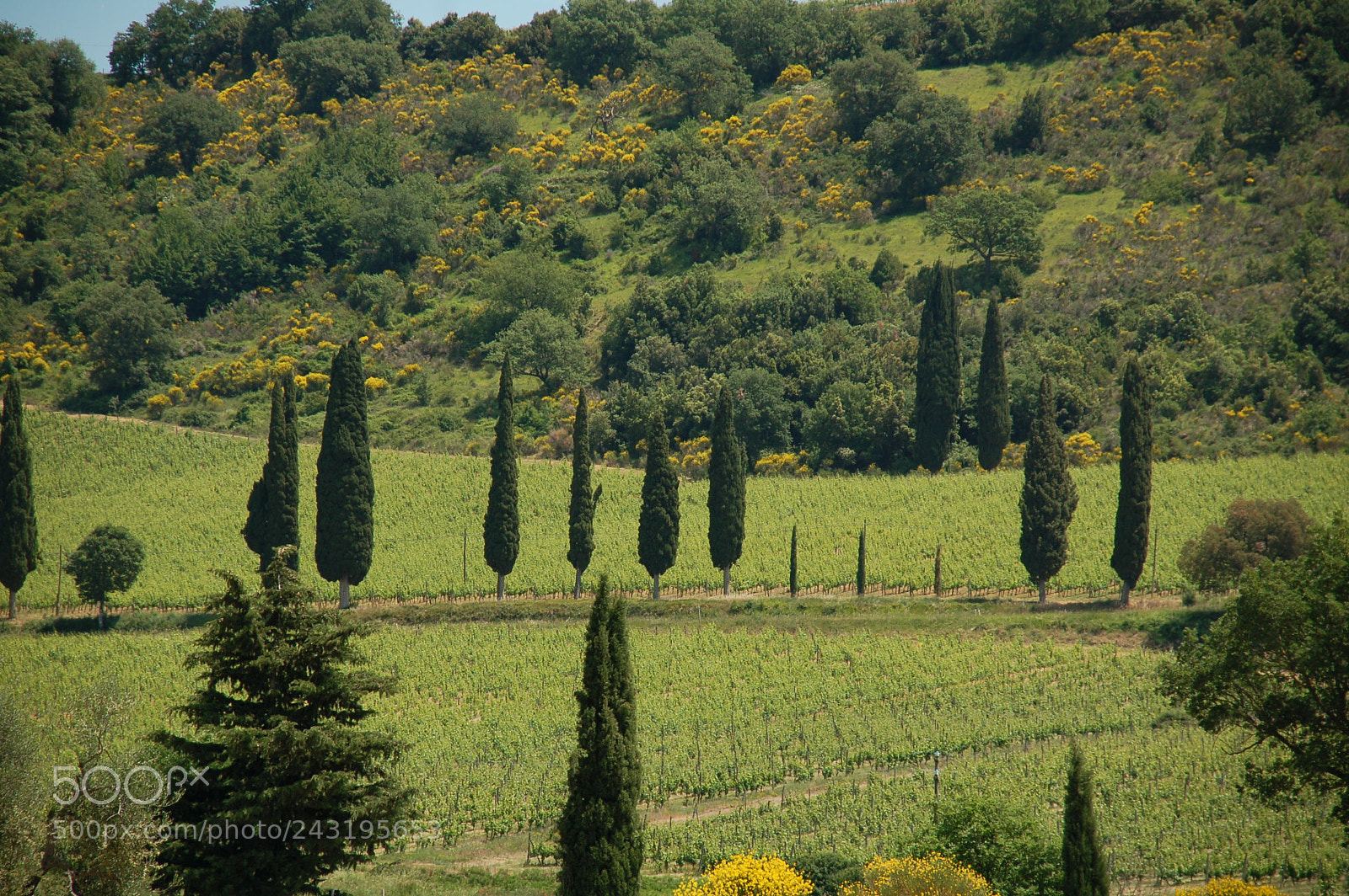 Nikon D50 + Sigma 18-125mm F3.8-5.6 DC HSM sample photo. Dsc photography