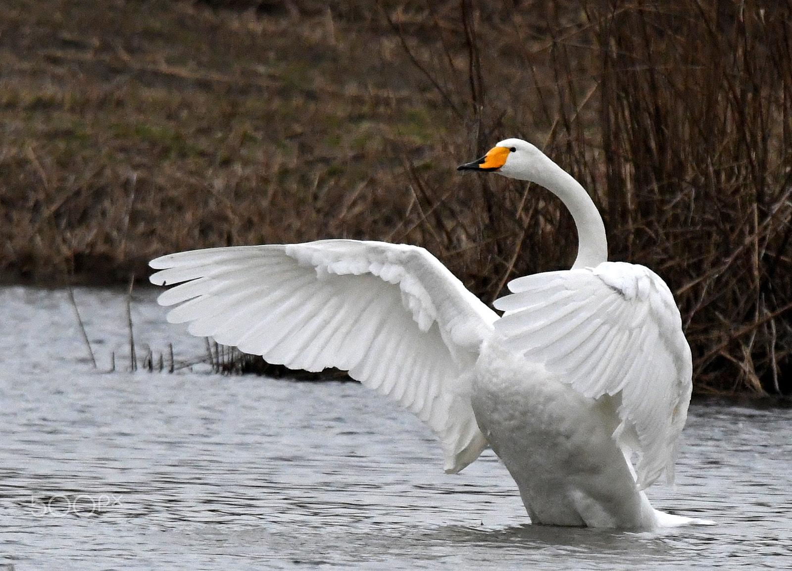 Sigma 150-600mm F5-6.3 DG OS HSM | S sample photo. Whooper swan  (cygnus cygnus) photography
