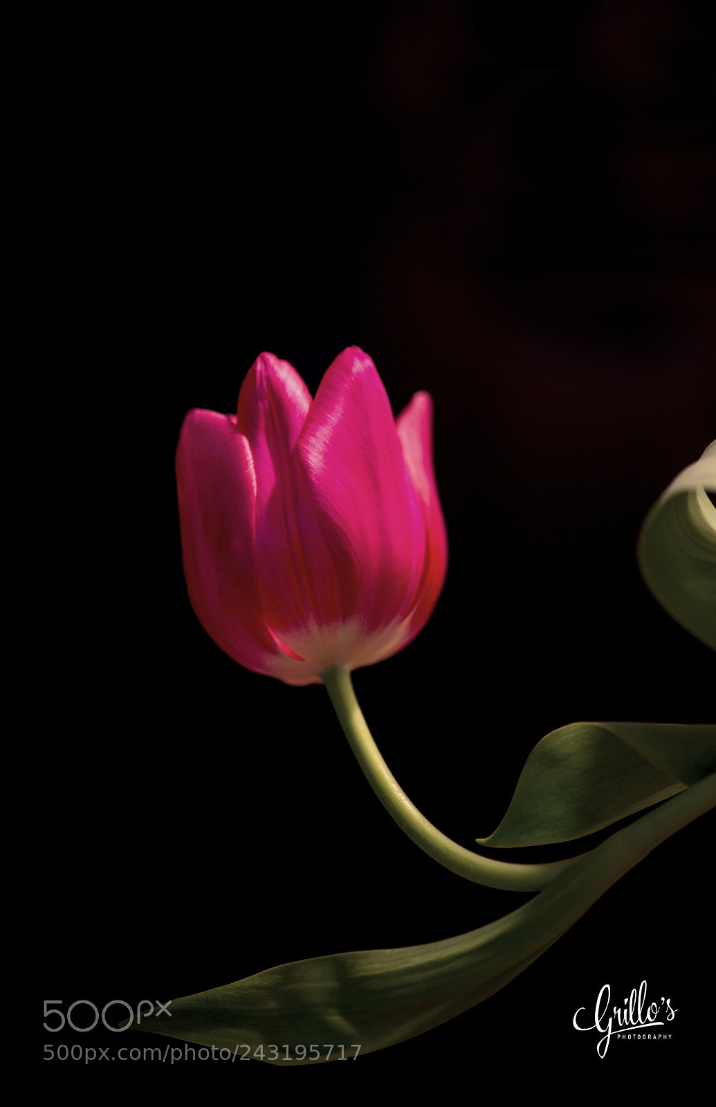Nikon D610 sample photo. Untitled photography
