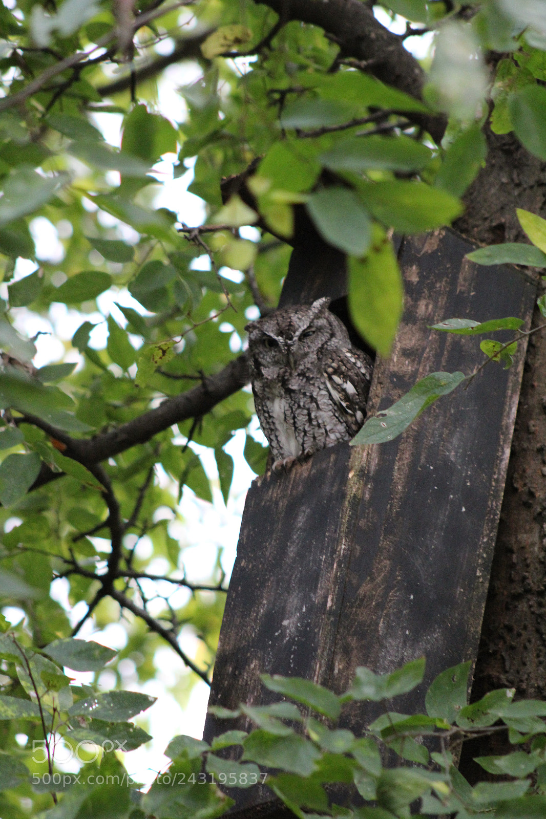 Canon EOS 1300D (EOS Rebel T6 / EOS Kiss X80) sample photo. Screech owl in box photography