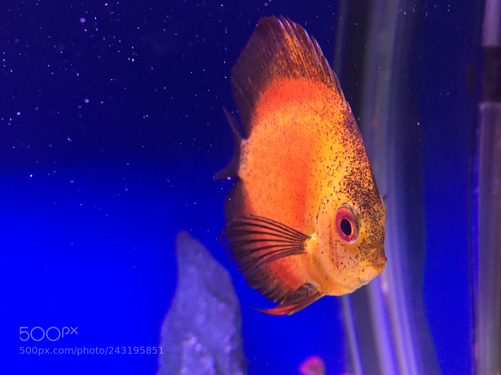 Apple iPhone 6 sample photo. Aquarium fun photography
