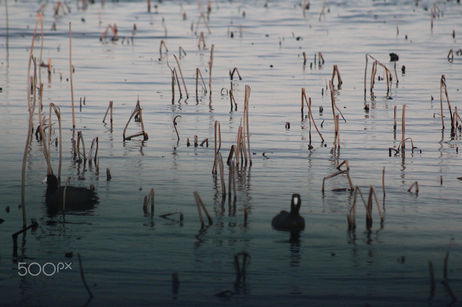 Canon EOS 1300D (EOS Rebel T6 / EOS Kiss X80) + EF75-300mm f/4-5.6 sample photo. Ducks in the marsh photography
