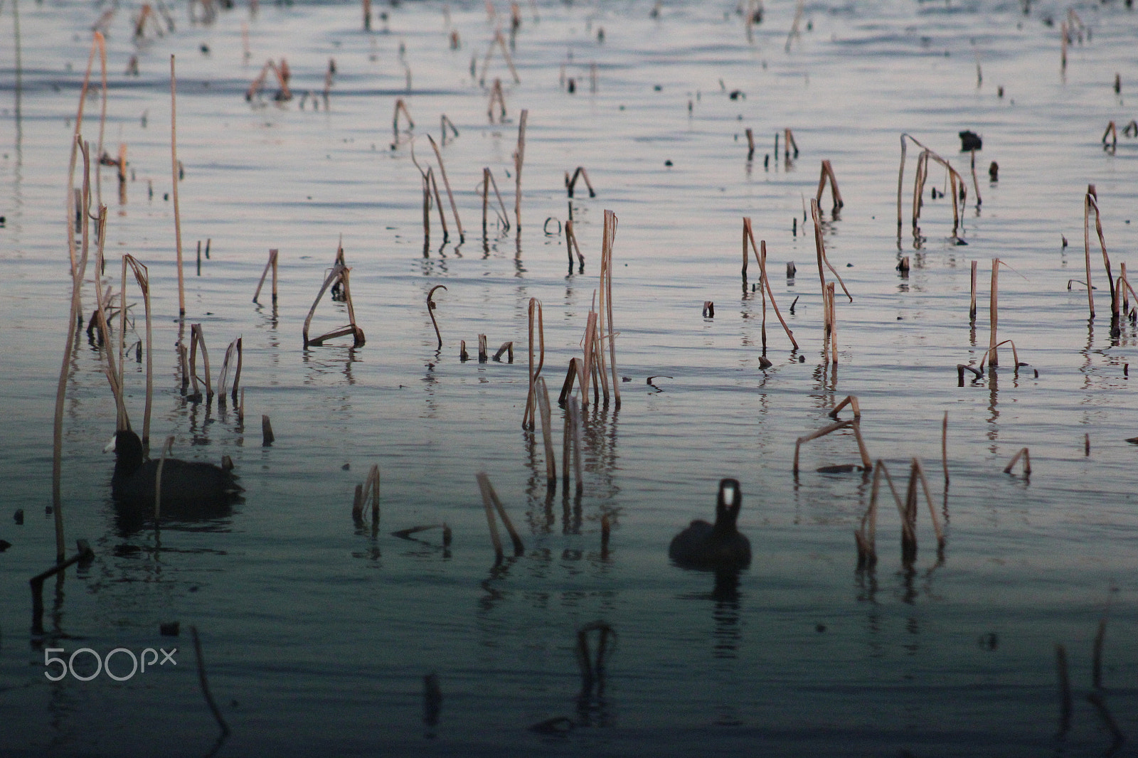 Canon EOS 1300D (EOS Rebel T6 / EOS Kiss X80) sample photo. Ducks in the marsh photography