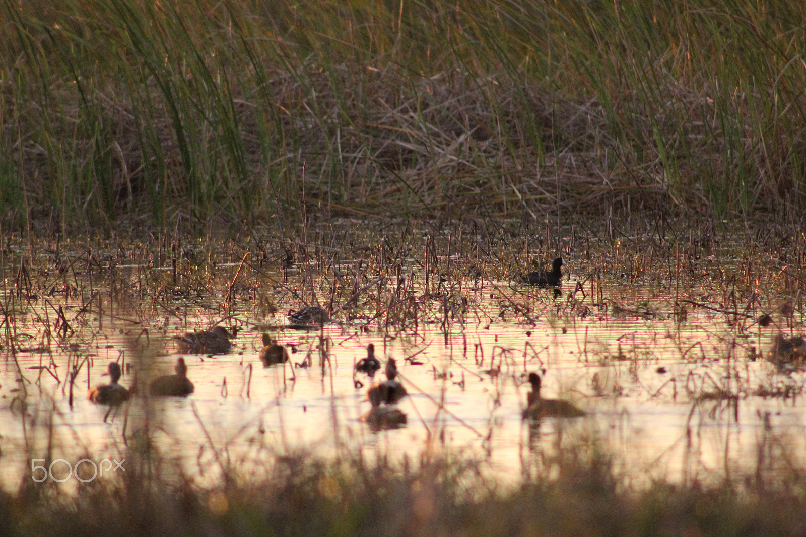 Canon EOS 1300D (EOS Rebel T6 / EOS Kiss X80) + EF75-300mm f/4-5.6 sample photo. Ducks in the marsh photography