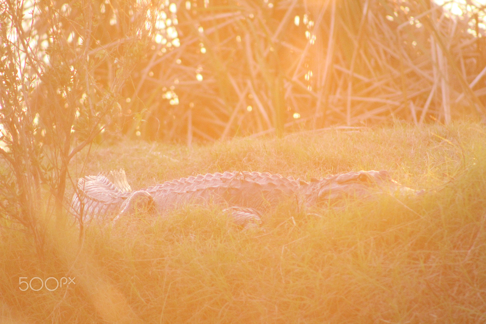 Canon EOS 1300D (EOS Rebel T6 / EOS Kiss X80) + EF75-300mm f/4-5.6 sample photo. Gator in the marsh photography