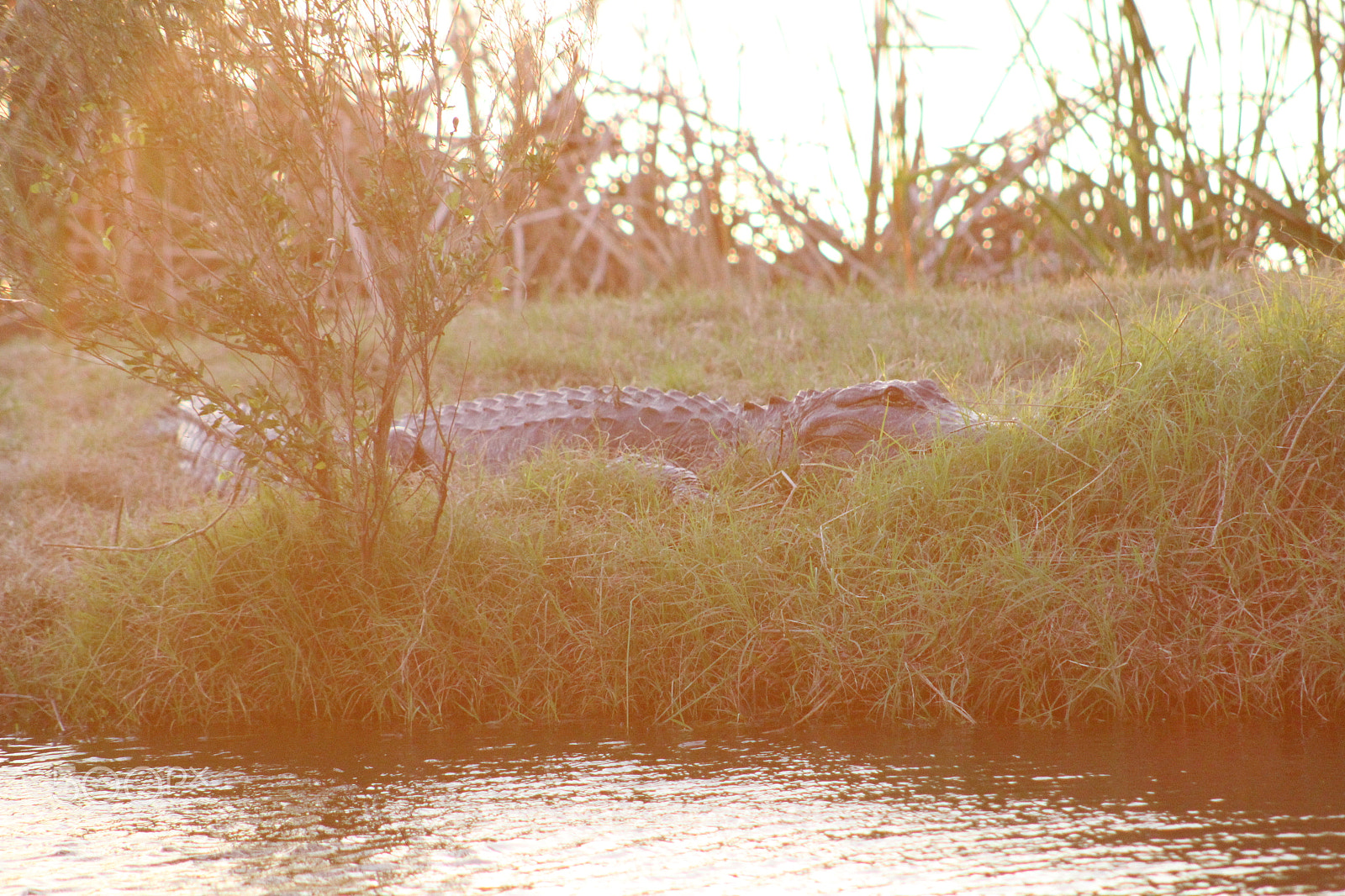 Canon EOS 1300D (EOS Rebel T6 / EOS Kiss X80) + EF75-300mm f/4-5.6 sample photo. Gator in the marsh photography