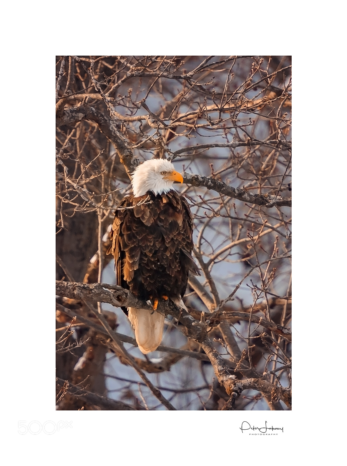 Canon EOS-1D X Mark II sample photo. Bald eagle photography