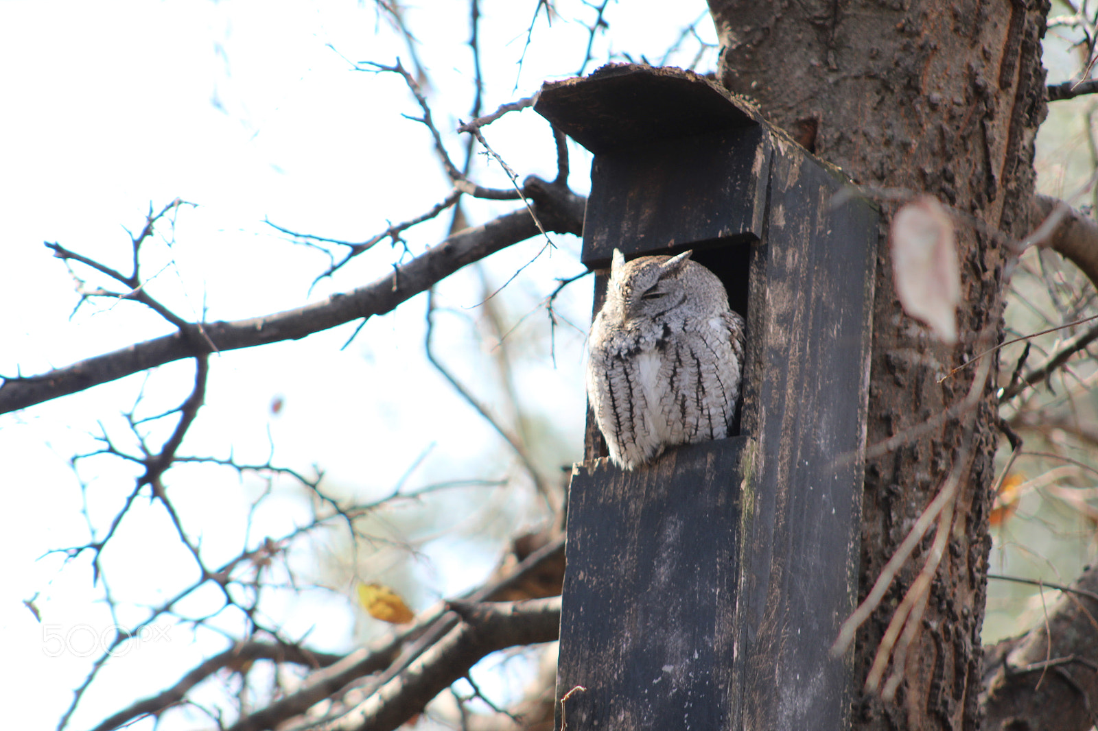 Canon EOS 1300D (EOS Rebel T6 / EOS Kiss X80) + EF75-300mm f/4-5.6 sample photo. Screech owl getting sunshine photography