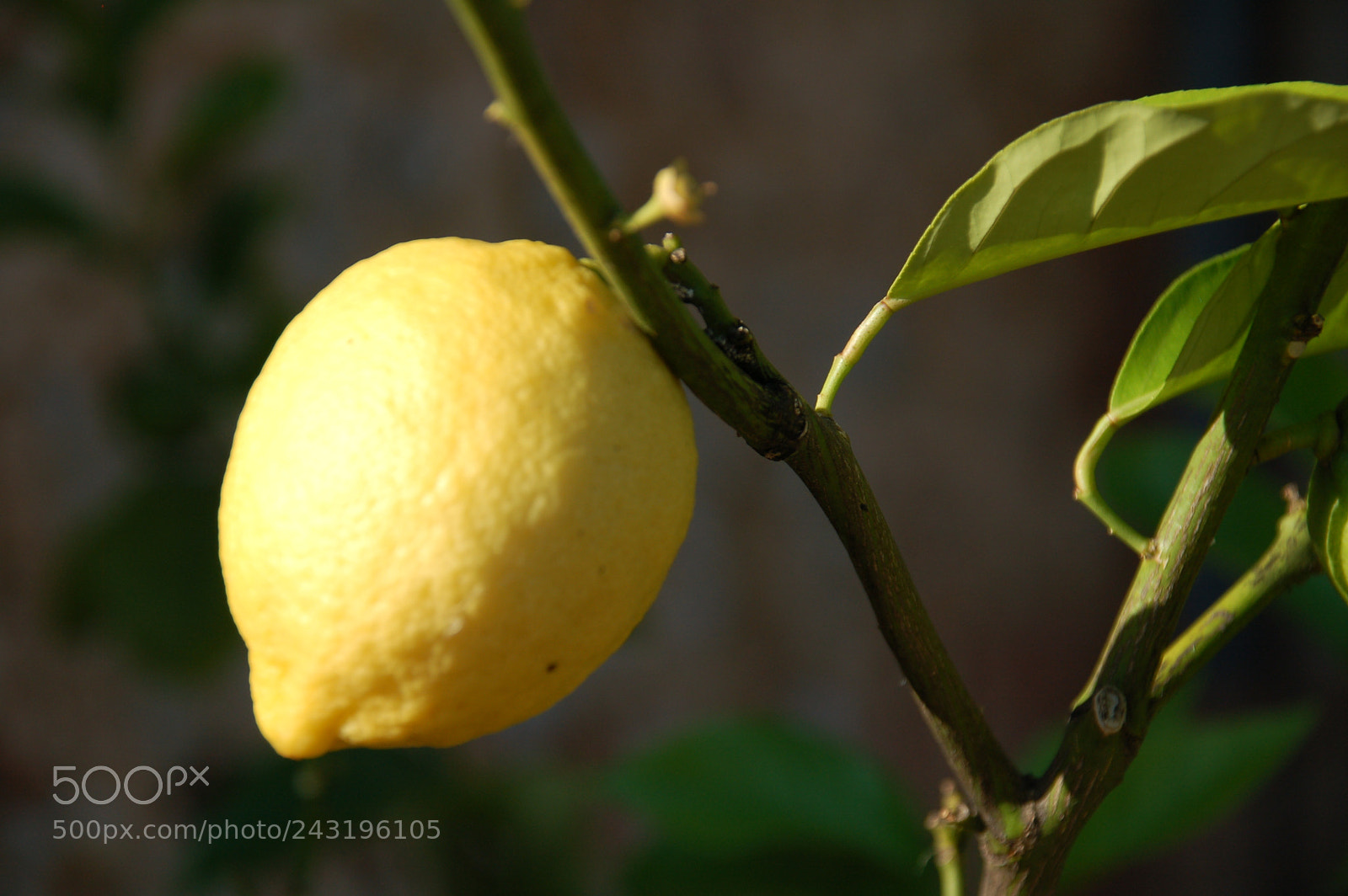 Nikon D50 + Sigma 18-125mm F3.8-5.6 DC HSM sample photo. Dsc photography