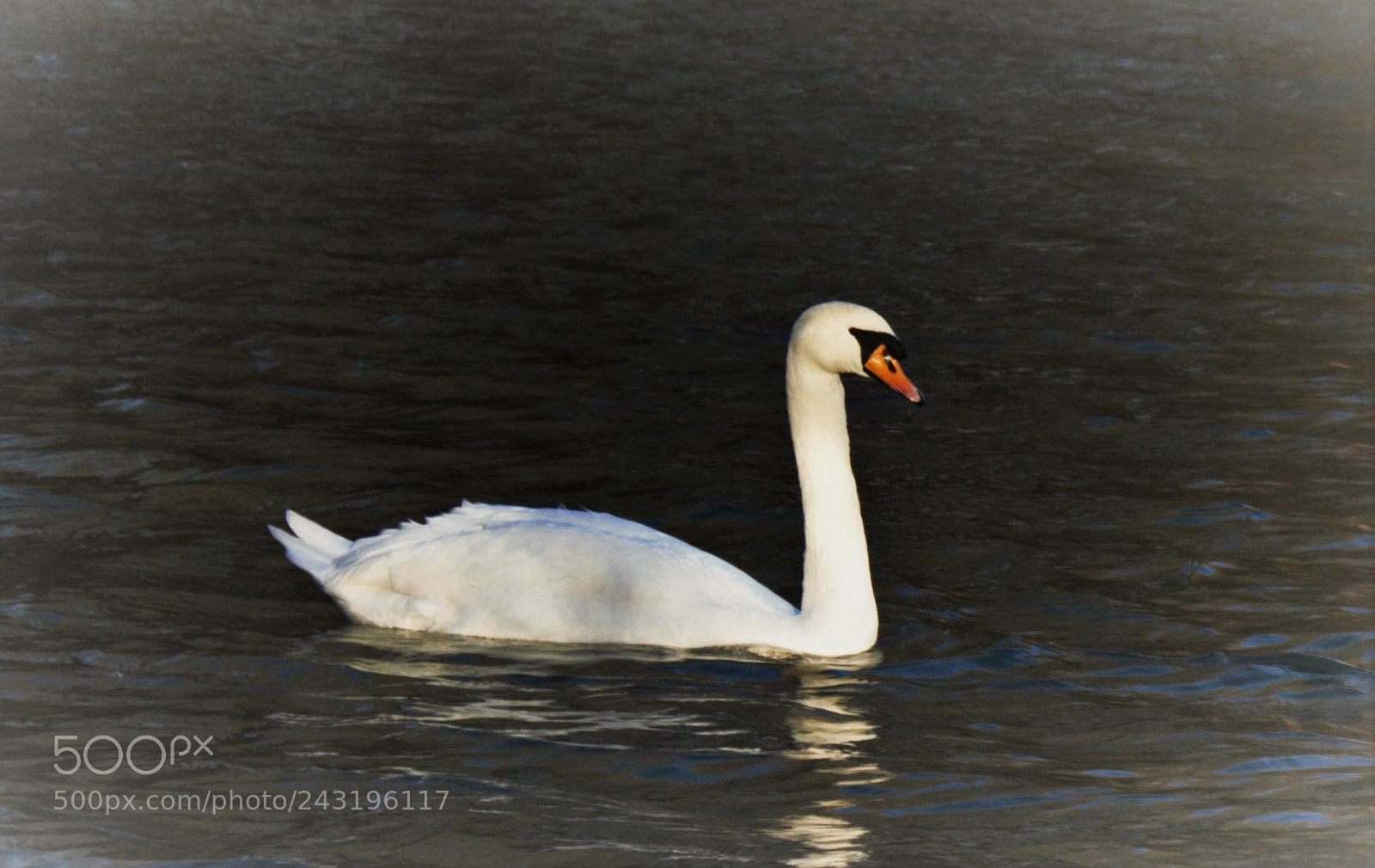 Canon EOS 550D (EOS Rebel T2i / EOS Kiss X4) sample photo. Swan photography