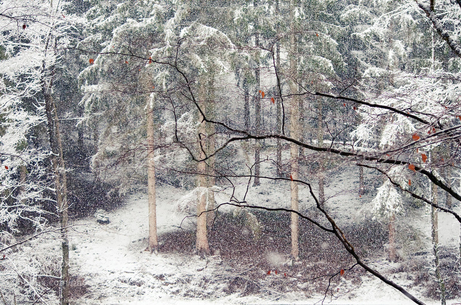 Nikon D5100 sample photo. January feeling photography
