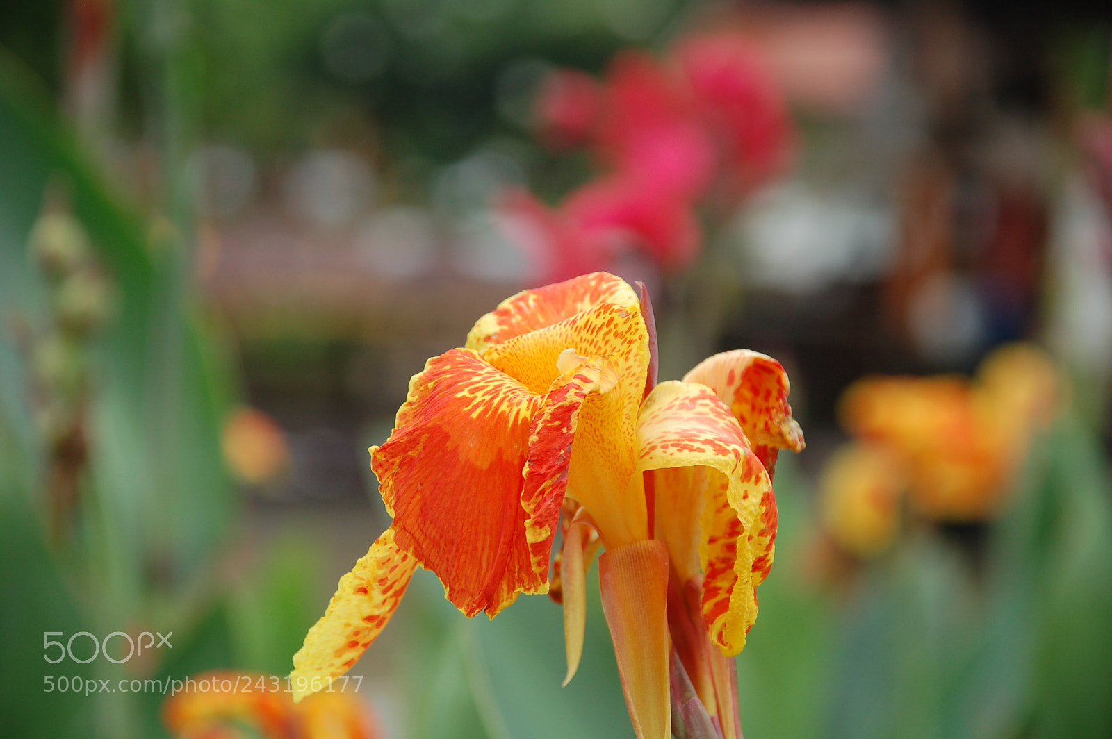 Nikon D50 + Sigma 18-125mm F3.8-5.6 DC HSM sample photo. Dsc photography