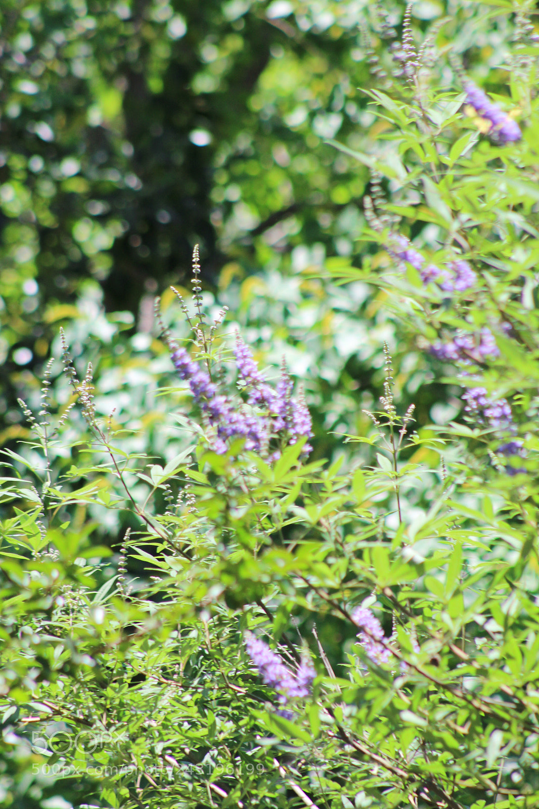 Canon EOS 1300D (EOS Rebel T6 / EOS Kiss X80) sample photo. Img photography