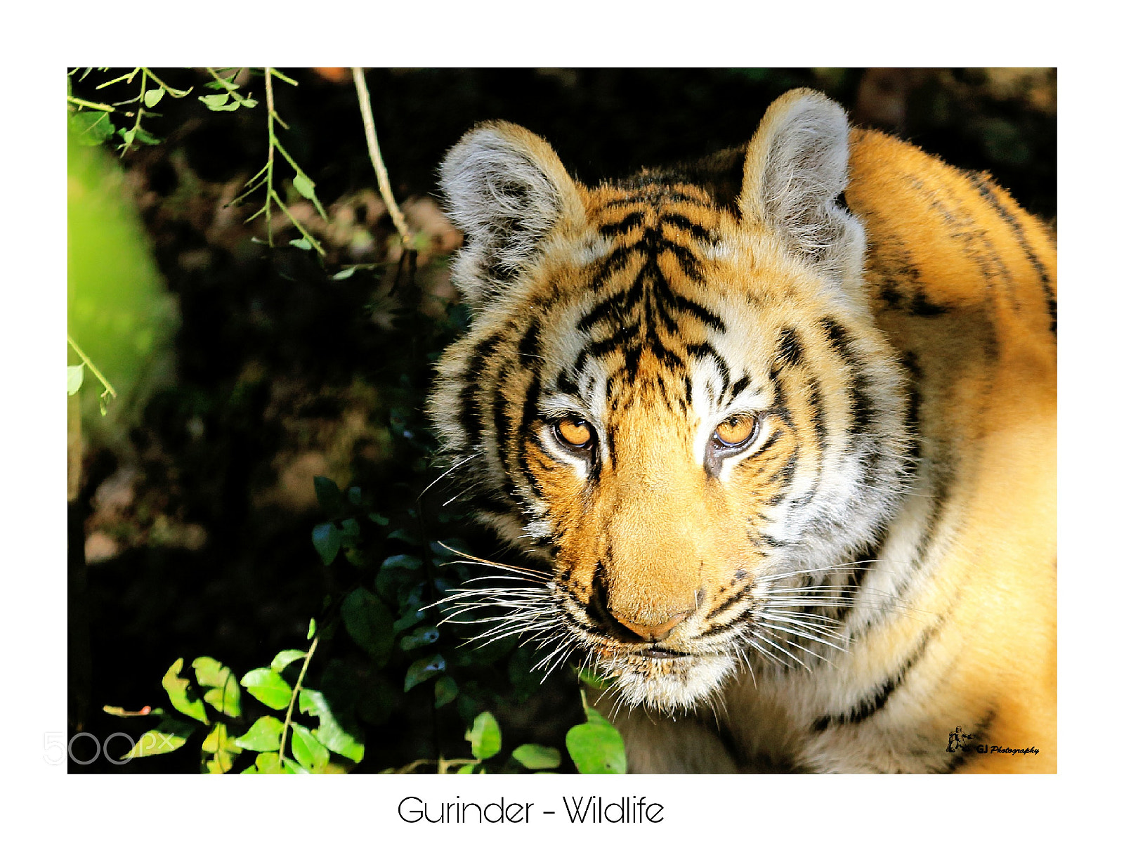 Canon EOS 7D Mark II sample photo. Tiger, cub photography