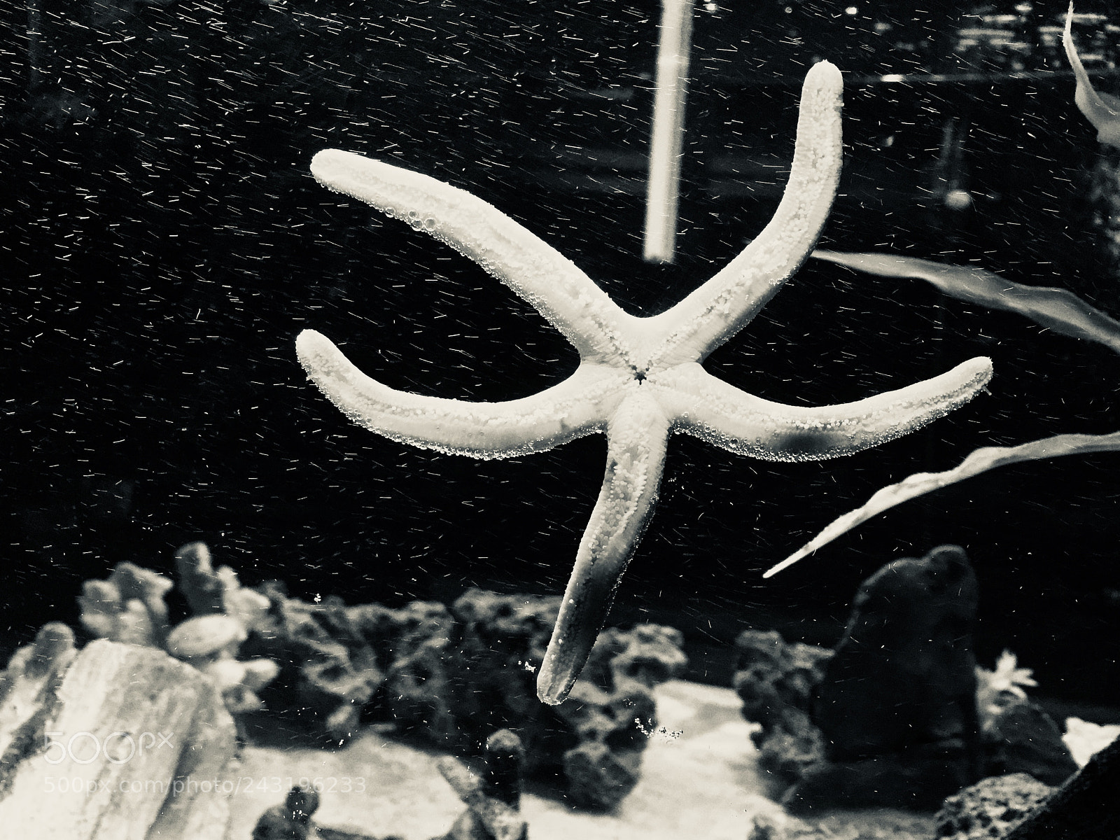Apple iPhone 6 sample photo. Starfish black n white photography