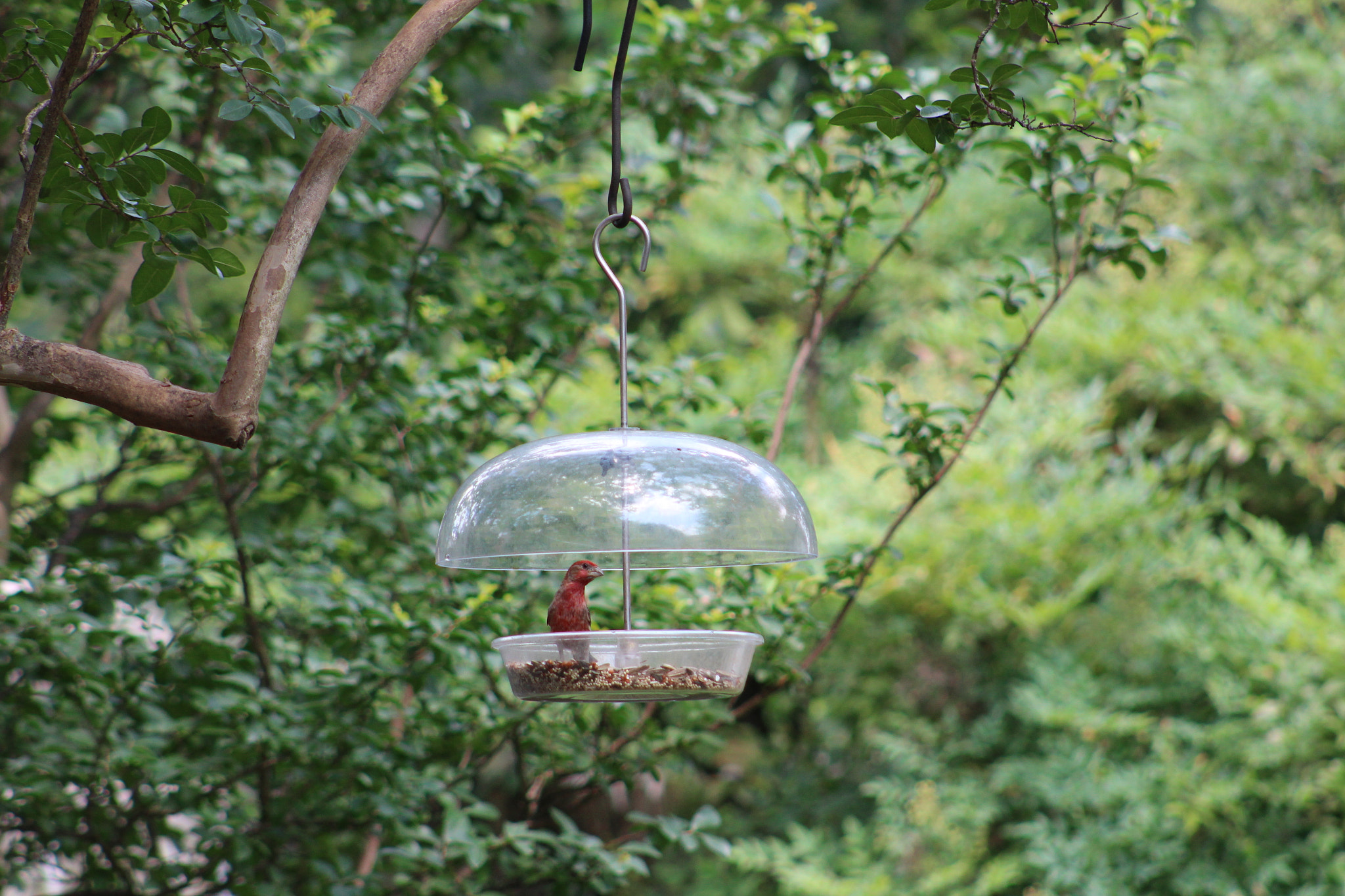 Canon EOS 1300D (EOS Rebel T6 / EOS Kiss X80) + EF75-300mm f/4-5.6 sample photo. Img photography