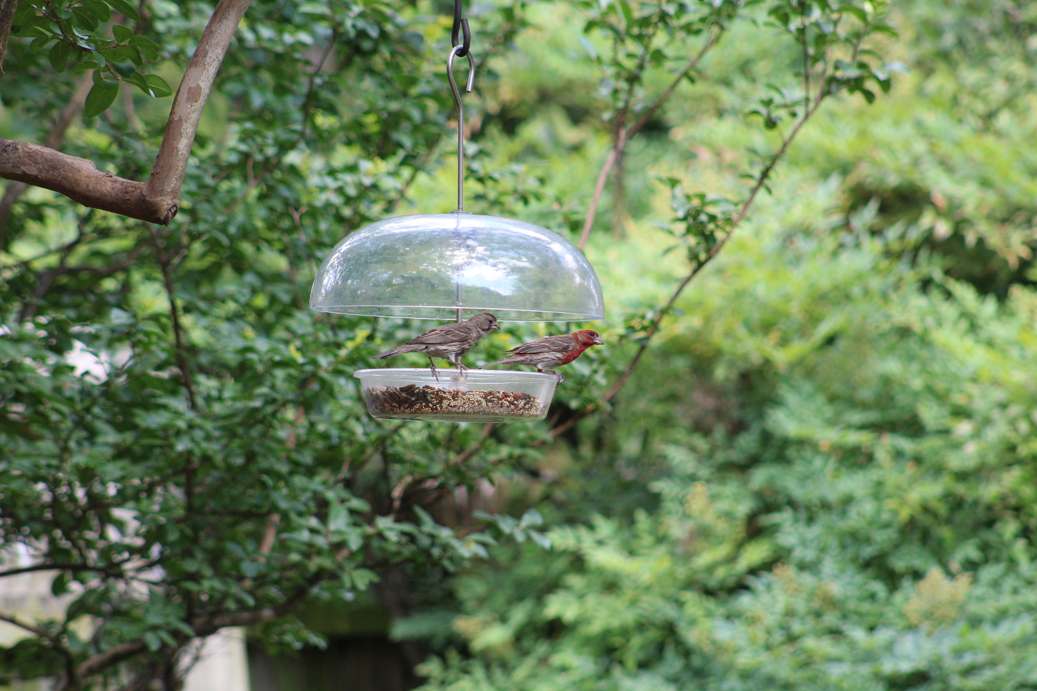 Canon EOS 1300D (EOS Rebel T6 / EOS Kiss X80) + EF75-300mm f/4-5.6 sample photo. Img photography