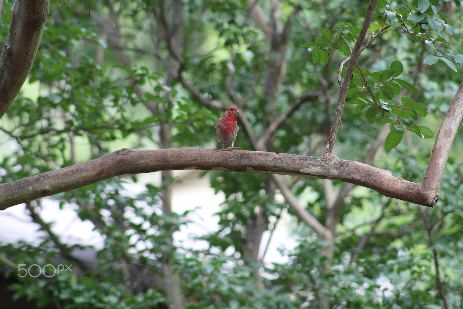 Canon EOS 1300D (EOS Rebel T6 / EOS Kiss X80) + EF75-300mm f/4-5.6 sample photo. House finch photography