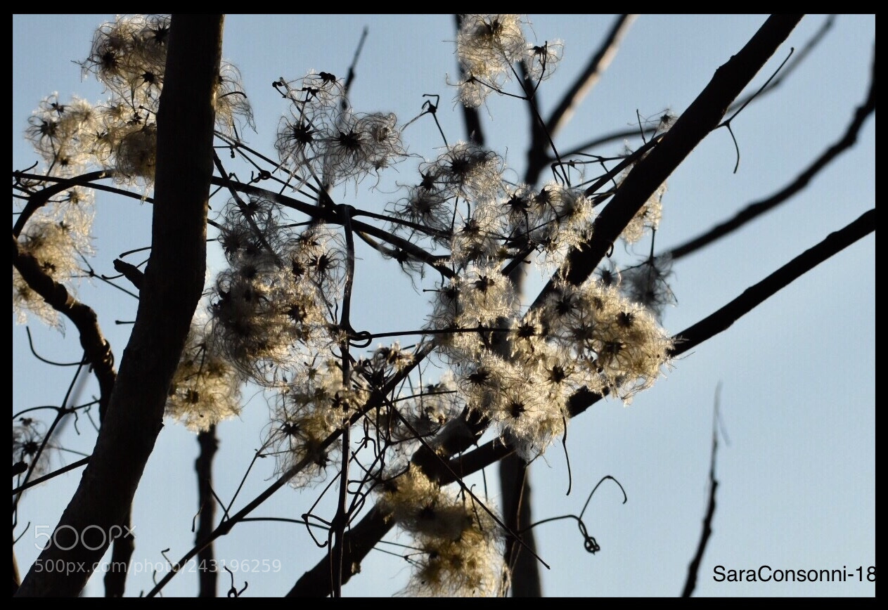 Nikon D7200 sample photo. Atmosfere invernali photography