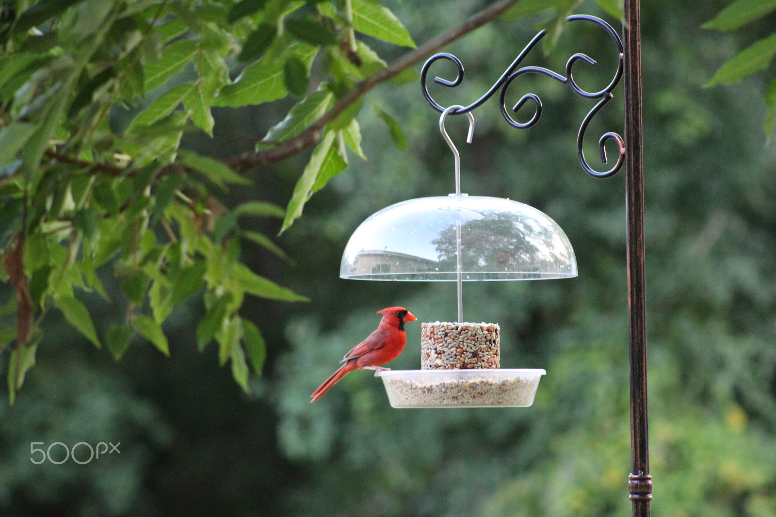 Canon EOS 1300D (EOS Rebel T6 / EOS Kiss X80) + EF75-300mm f/4-5.6 sample photo. Cardinal at bird feeder photography