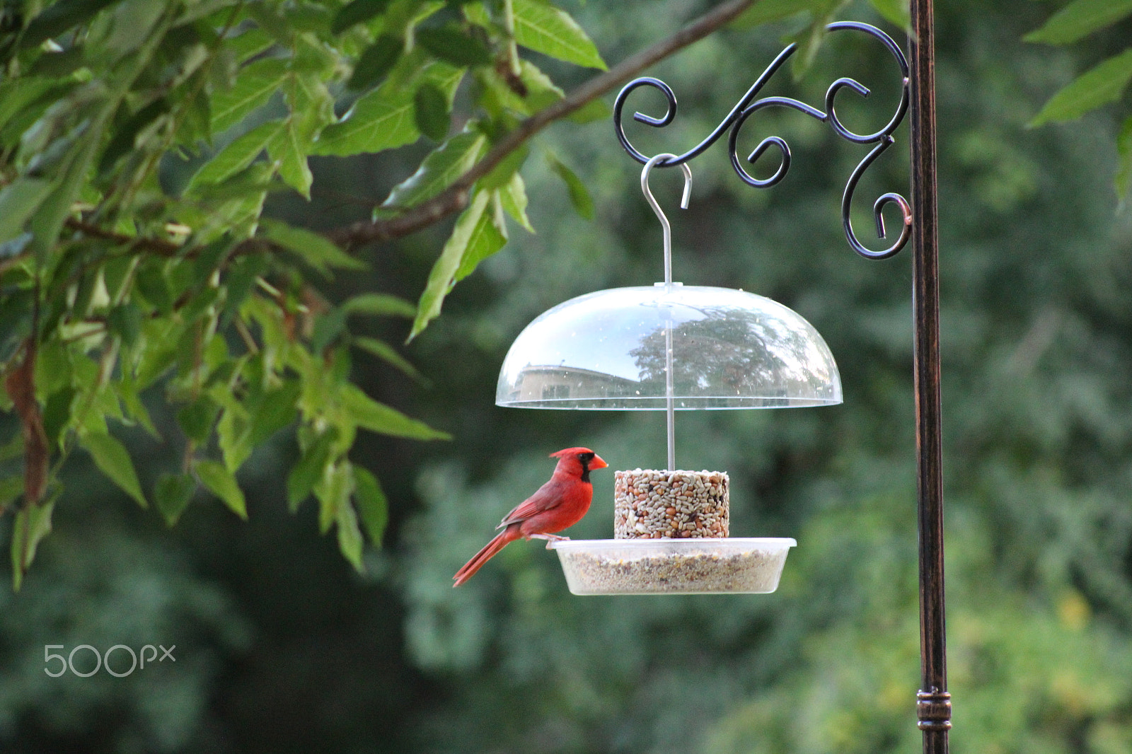 Canon EOS 1300D (EOS Rebel T6 / EOS Kiss X80) sample photo. Cardinal at bird feeder photography