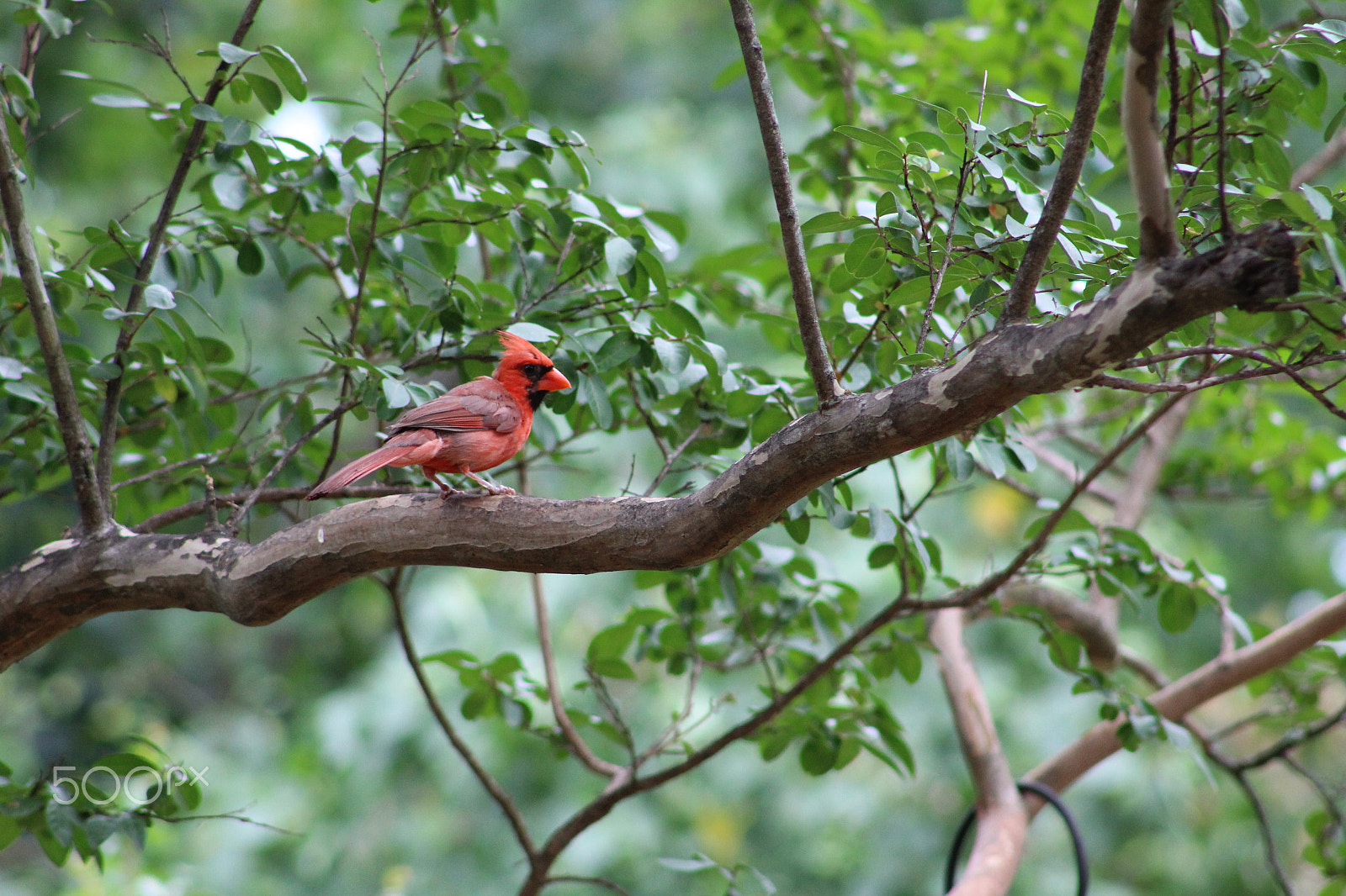 Canon EOS 1300D (EOS Rebel T6 / EOS Kiss X80) + EF75-300mm f/4-5.6 sample photo. Cardinal in the tree photography